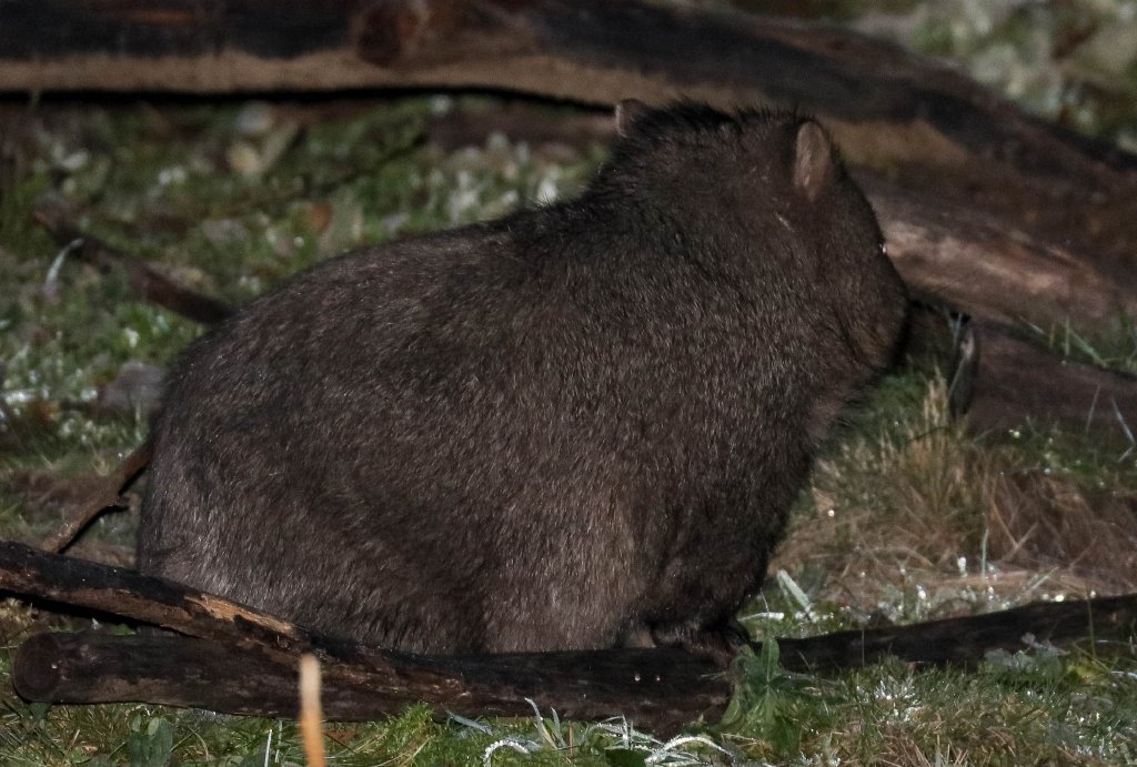Wombat