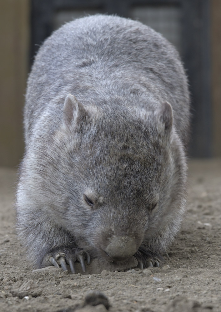 Wombat