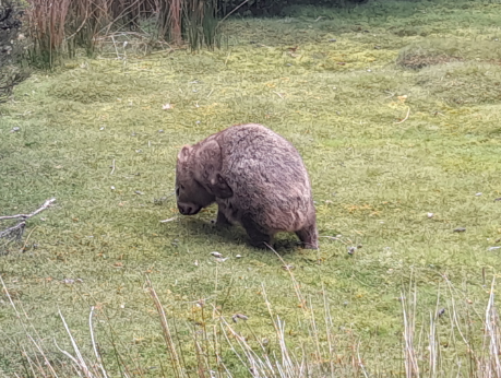 Wombat