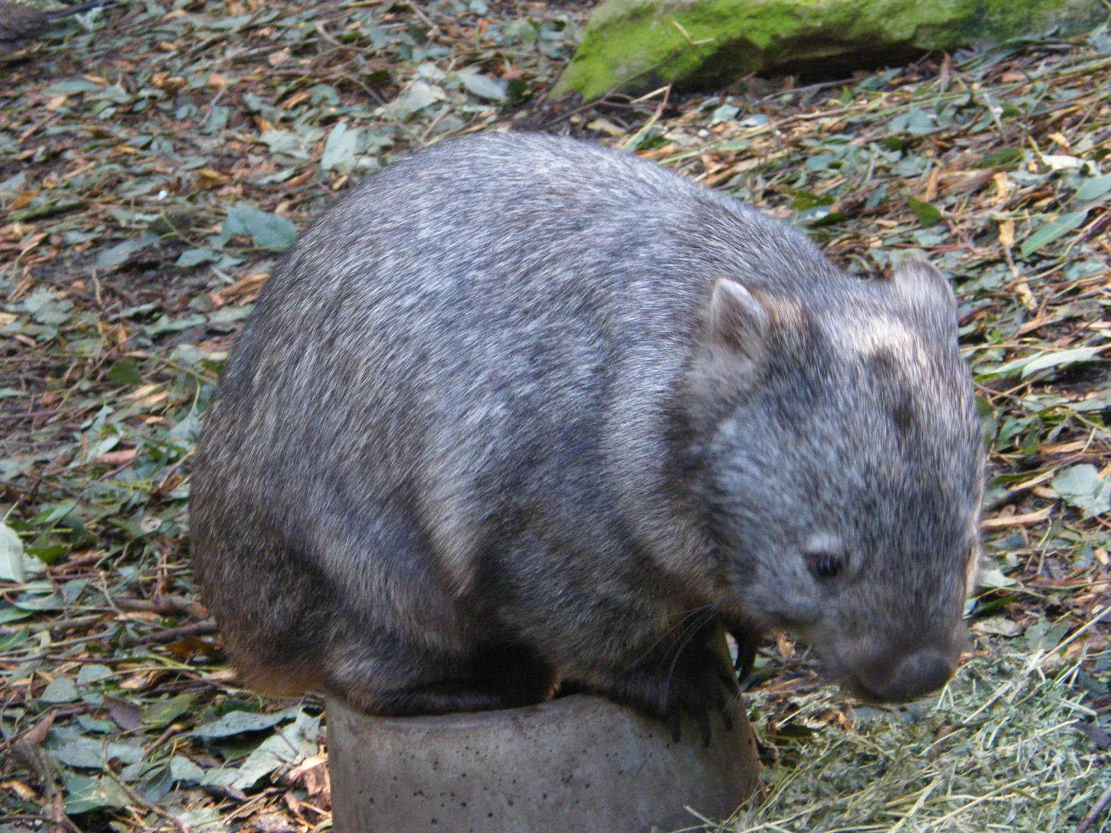 Wombat