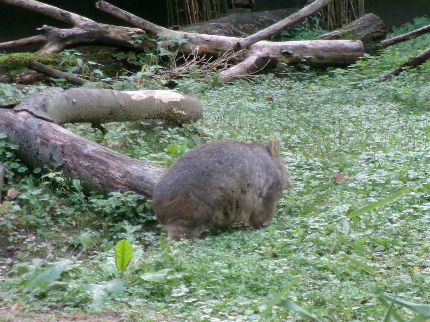 Wombat