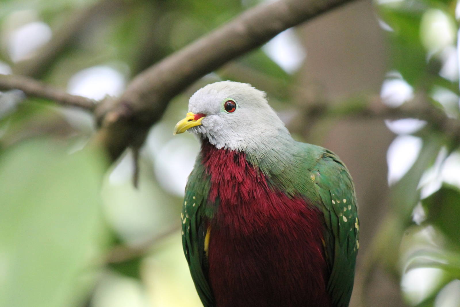 Wompoo fruit dove, Burgers' Mangrove
