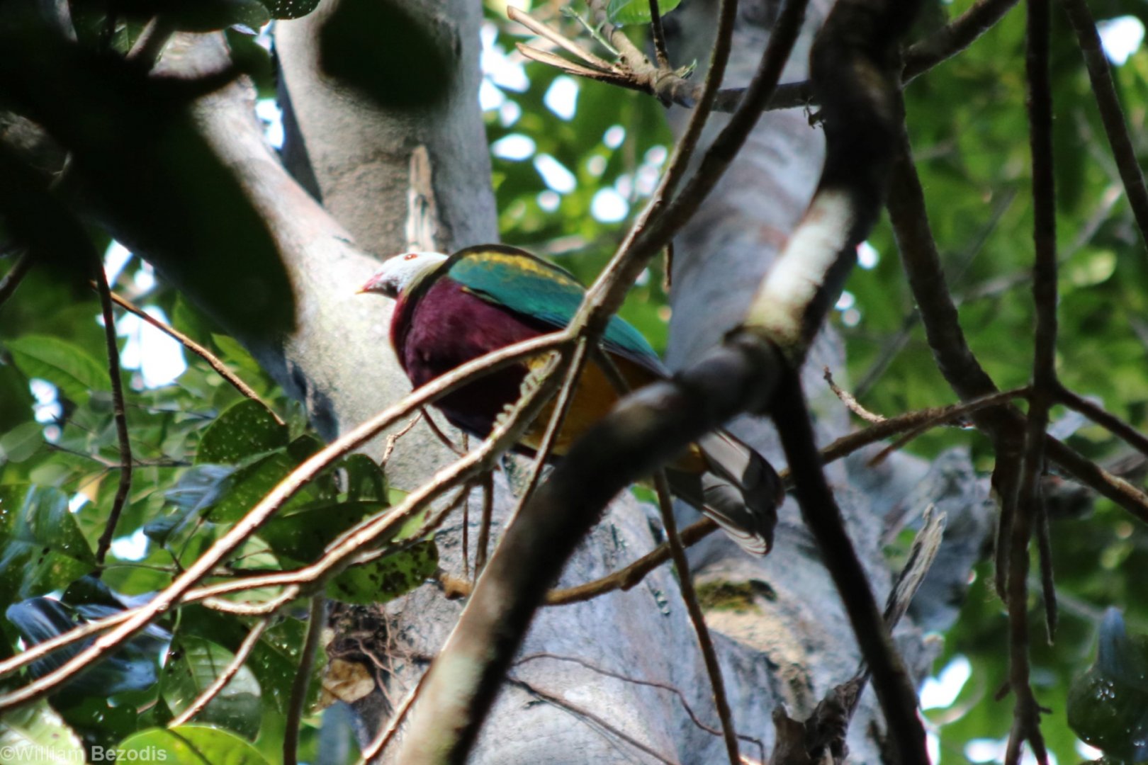 Wompoo Fruit-dove - Lake Eacham
