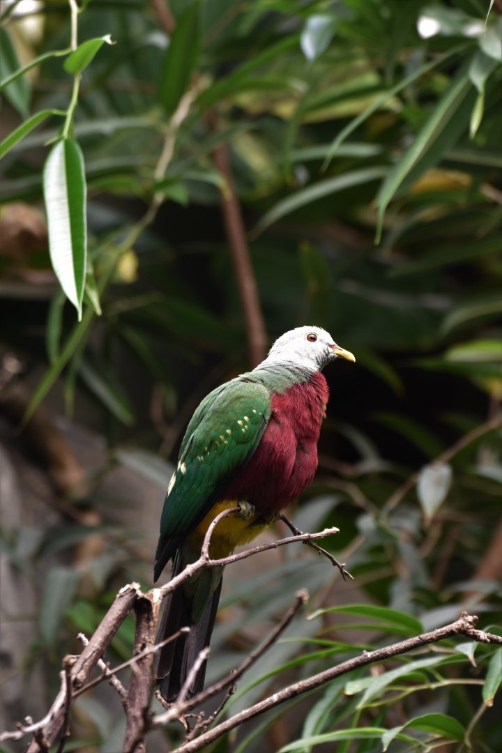 Wompoo fruit-dove (Megaloprepia magnifica)