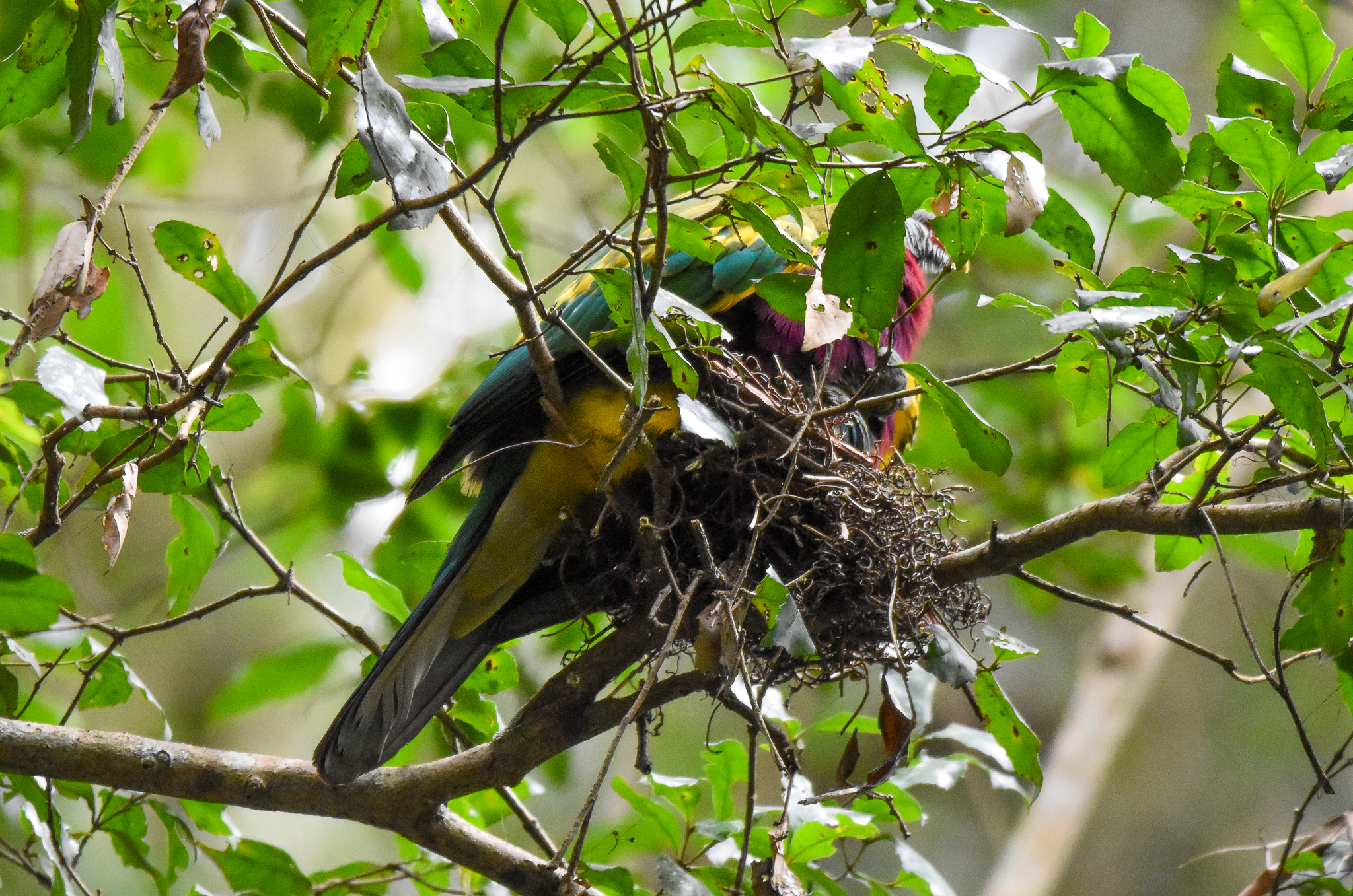 Wompoo Fruit-Dove nest
