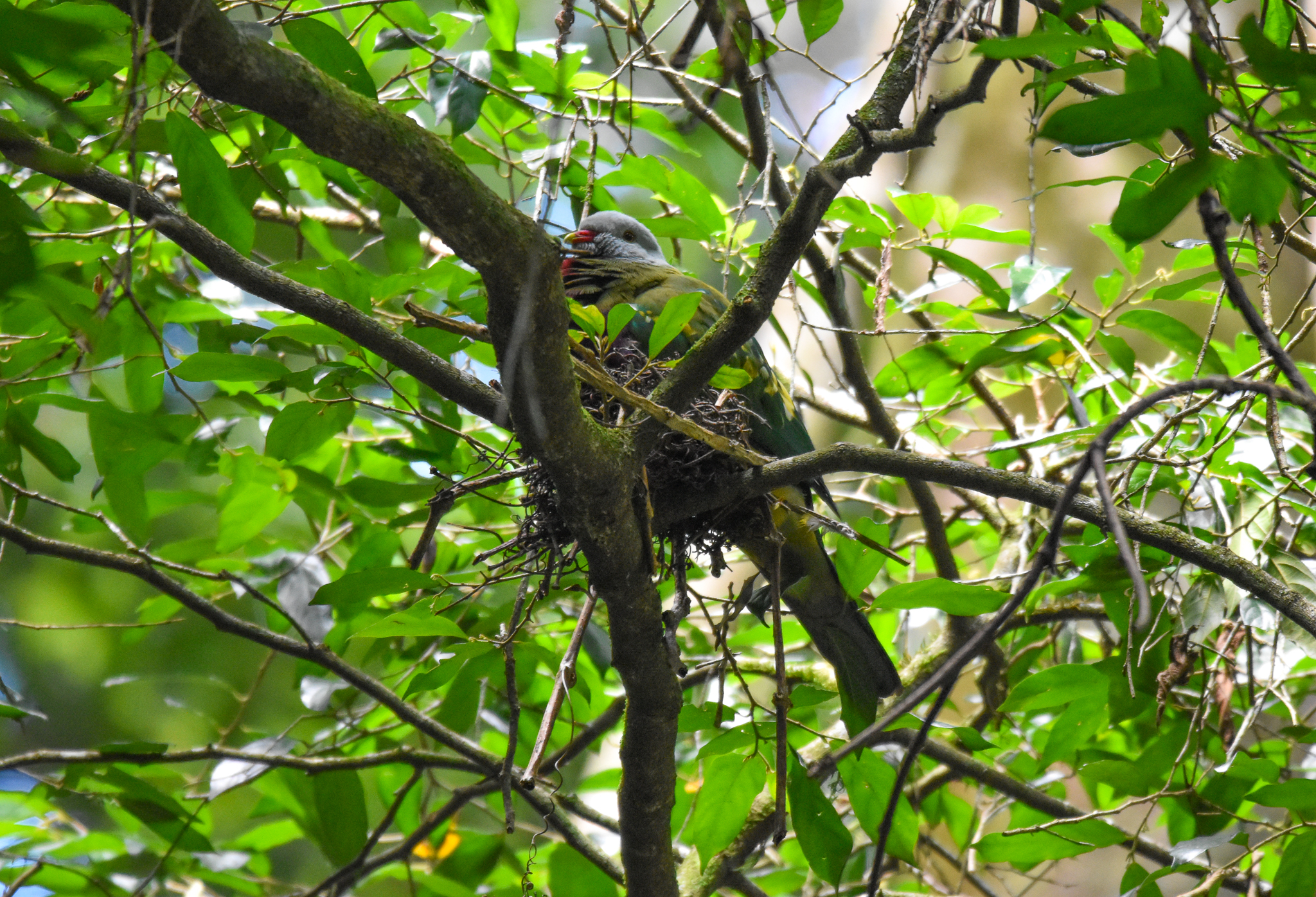 Wompoo Fruit-Dove nest