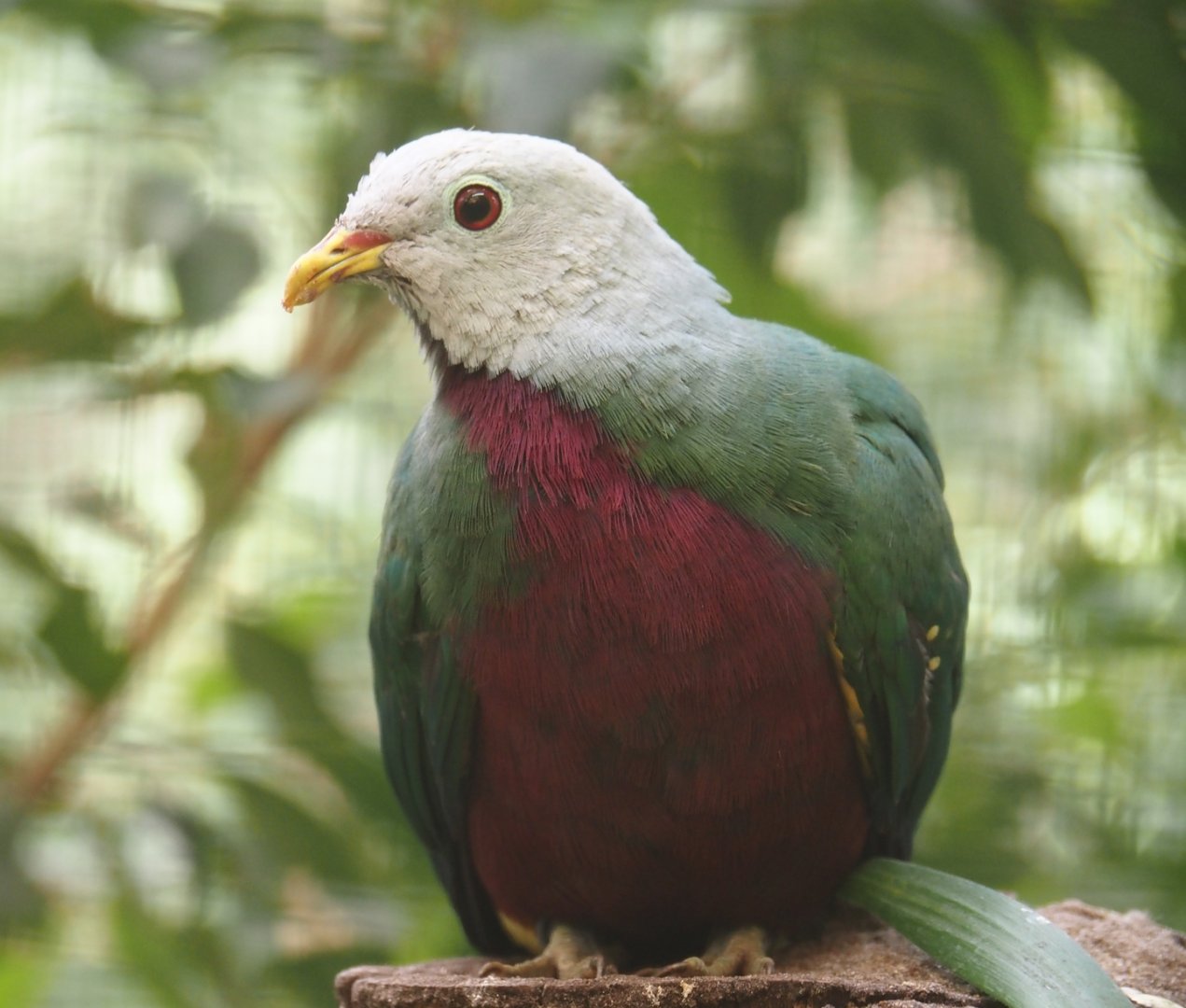 Wompoo fruit-dove (Ptilinopus magnificus), 2024-05-23