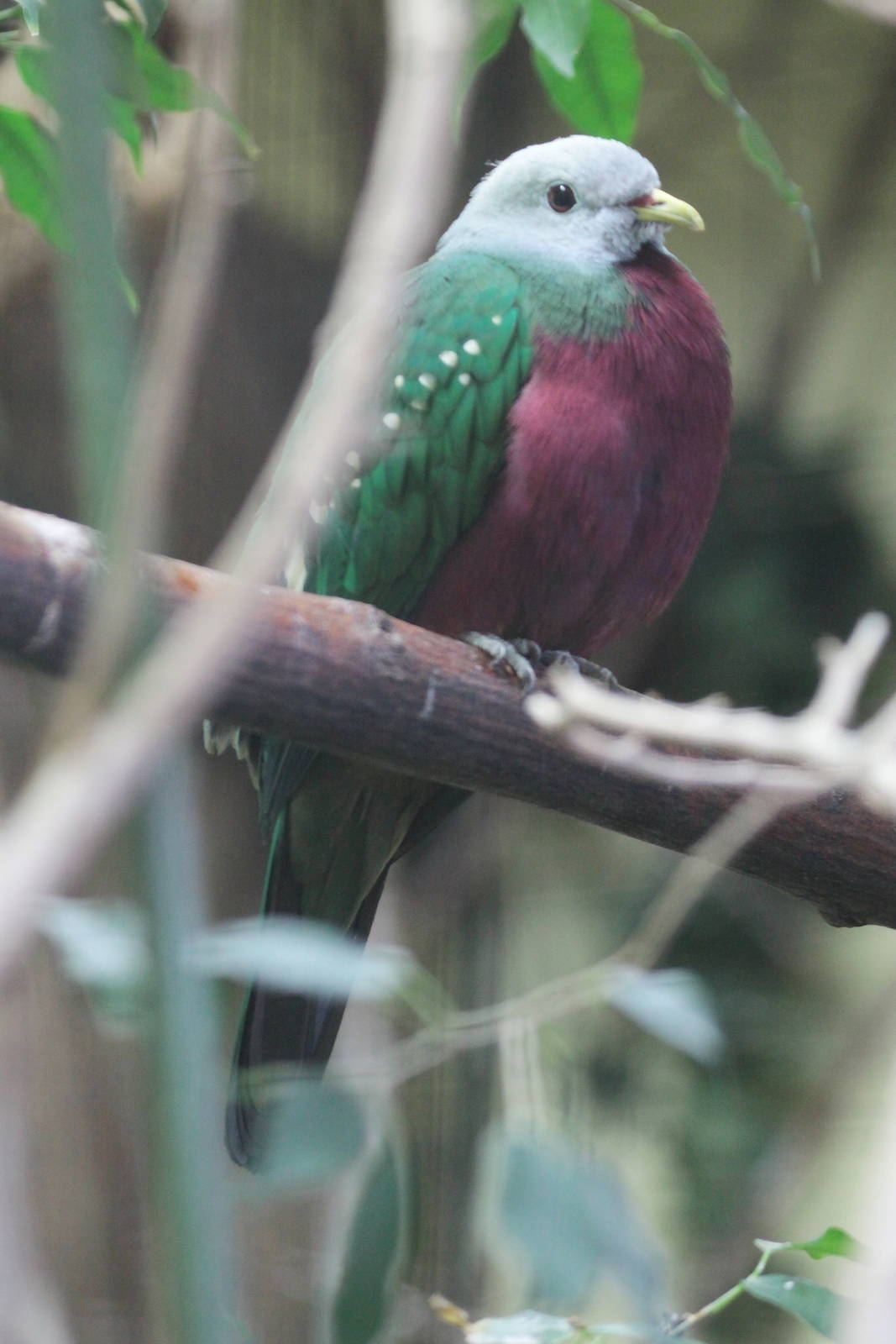 Wompoo Fruit-dove (Ptilinopus magnificus puella)