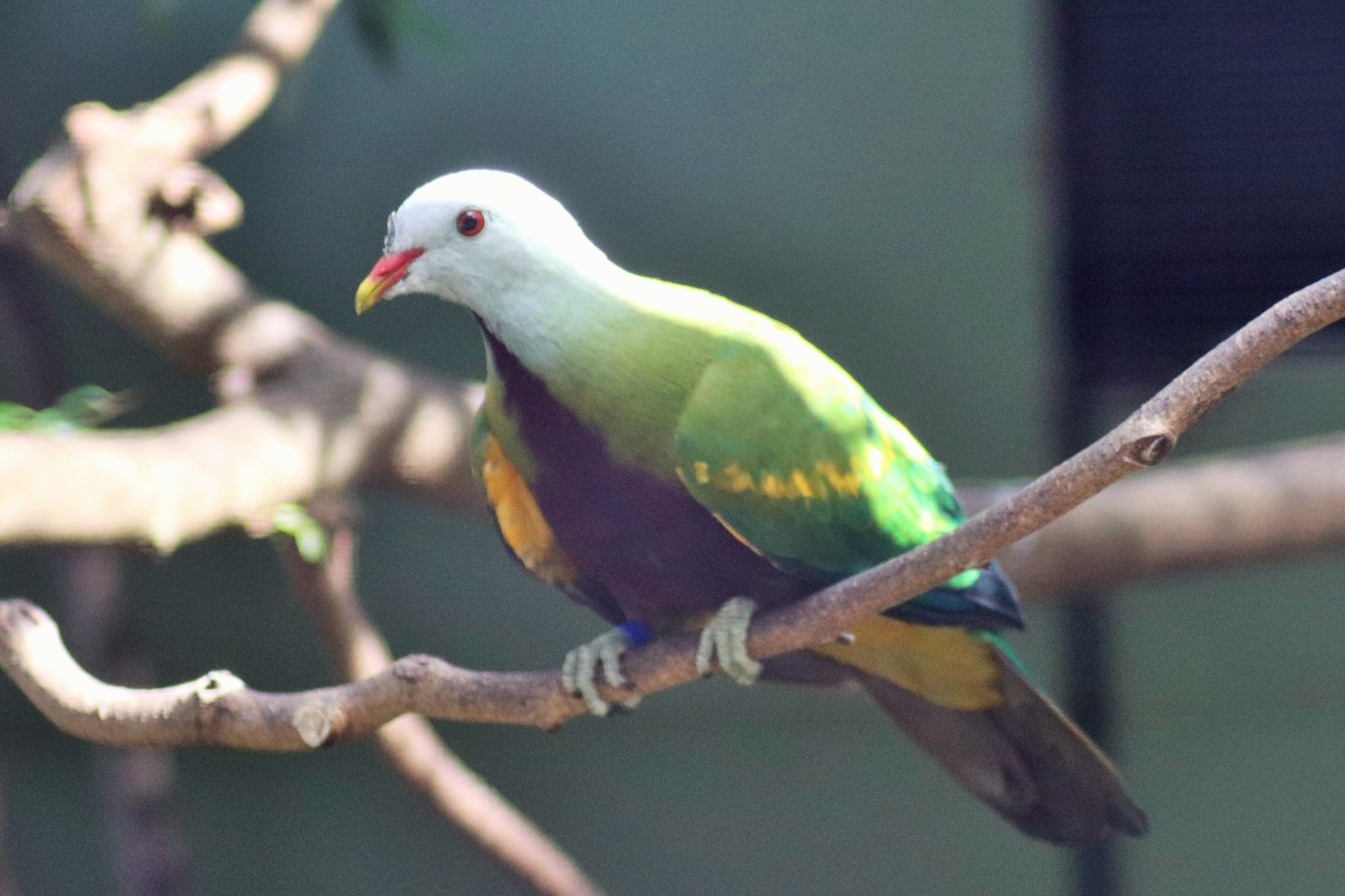 Wompoo Fruit Dove (Ptilinopus magnificus)