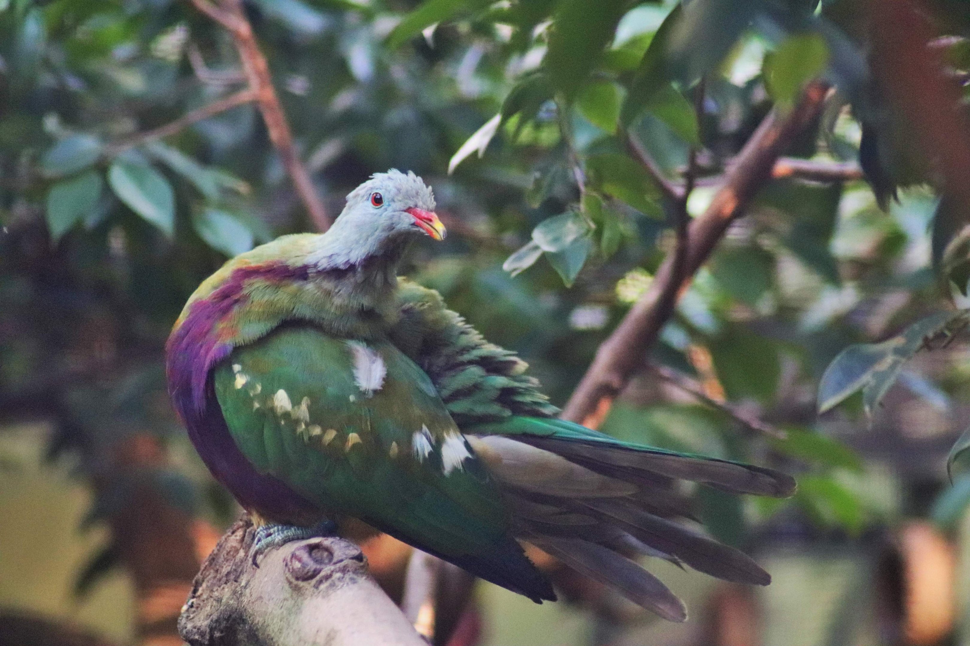 Wompoo Fruit Dove (Ptilinopus magnificus)