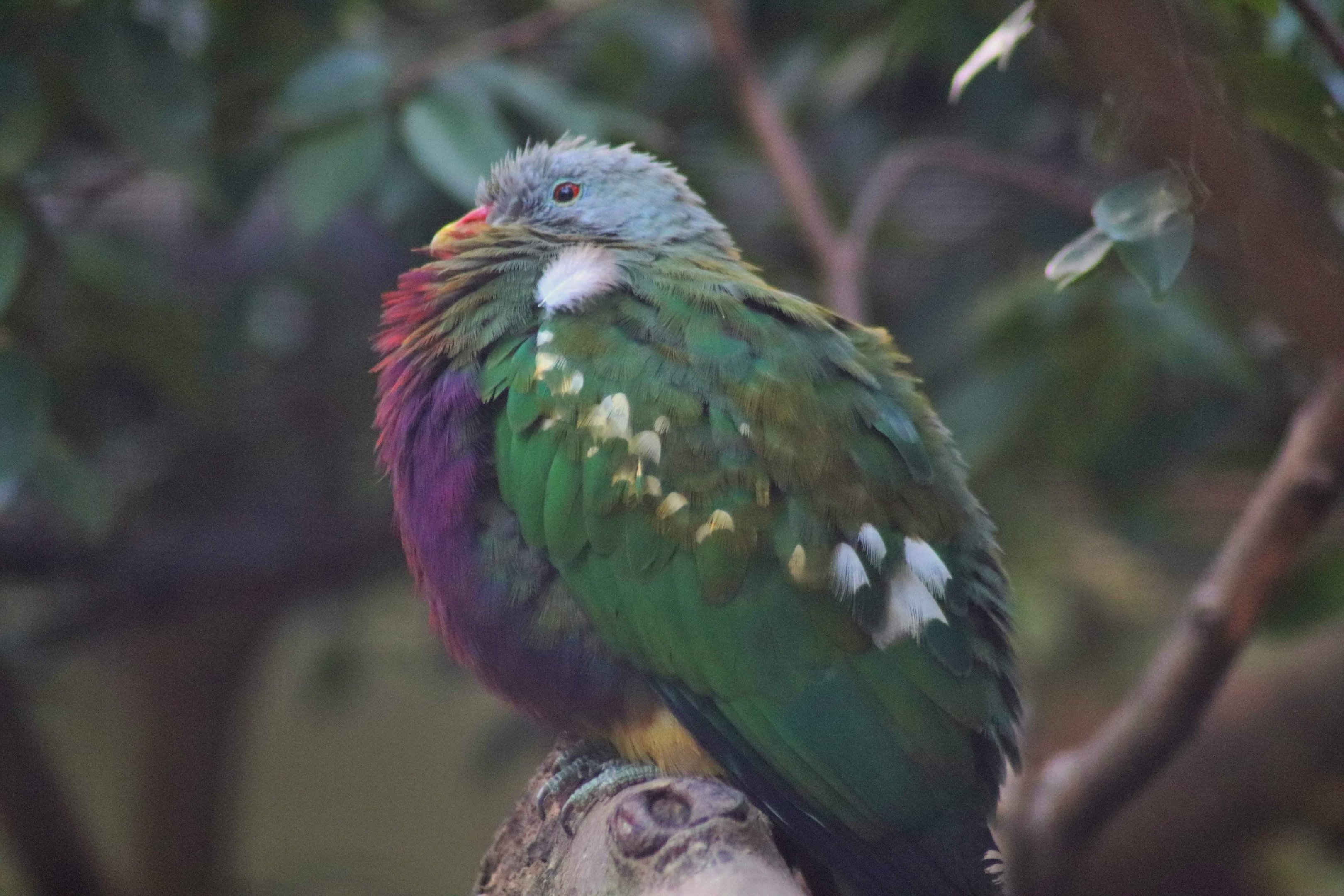 Wompoo Fruit Dove (Ptilinopus magnificus)