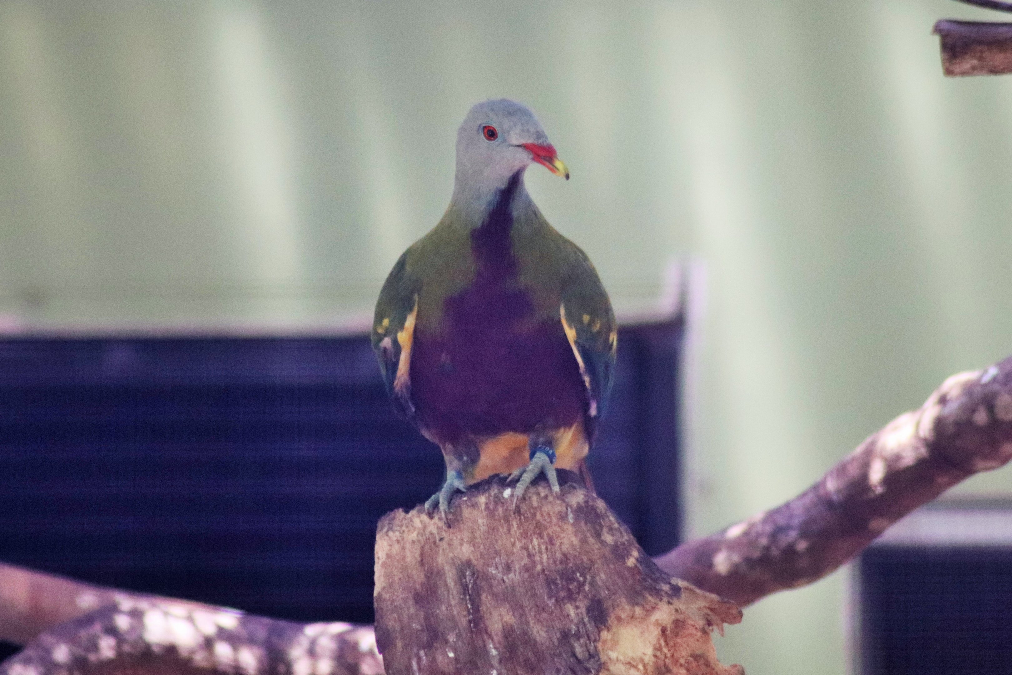 Wompoo Fruit Dove (Ptilinopus magnificus)