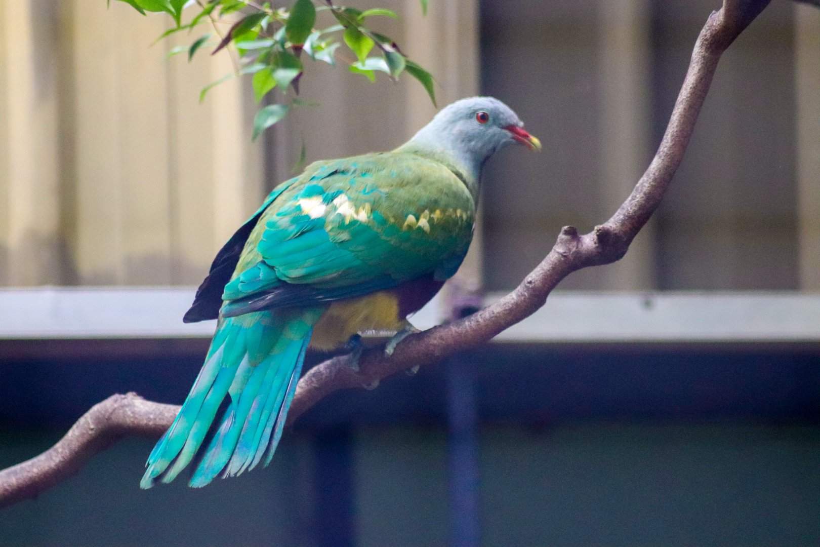 Wompoo Fruit Dove (Ptilinopus magnificus)