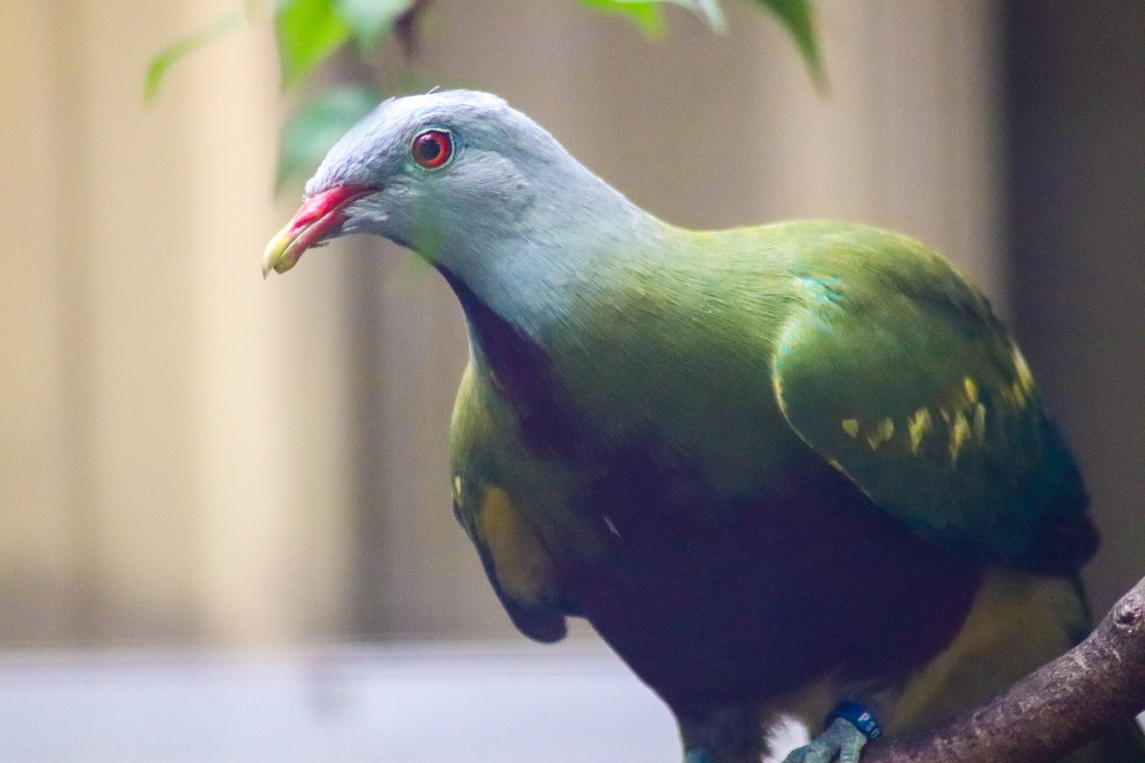 Wompoo Fruit Dove (Ptilinopus magnificus)