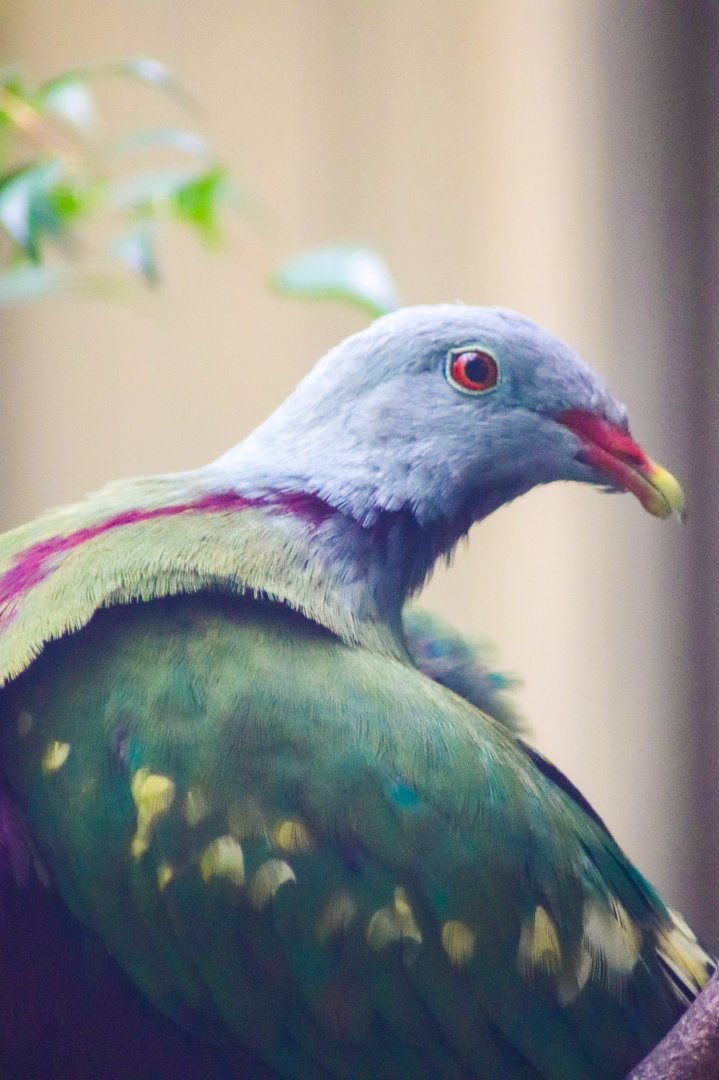 Wompoo Fruit Dove (Ptilinopus magnificus)