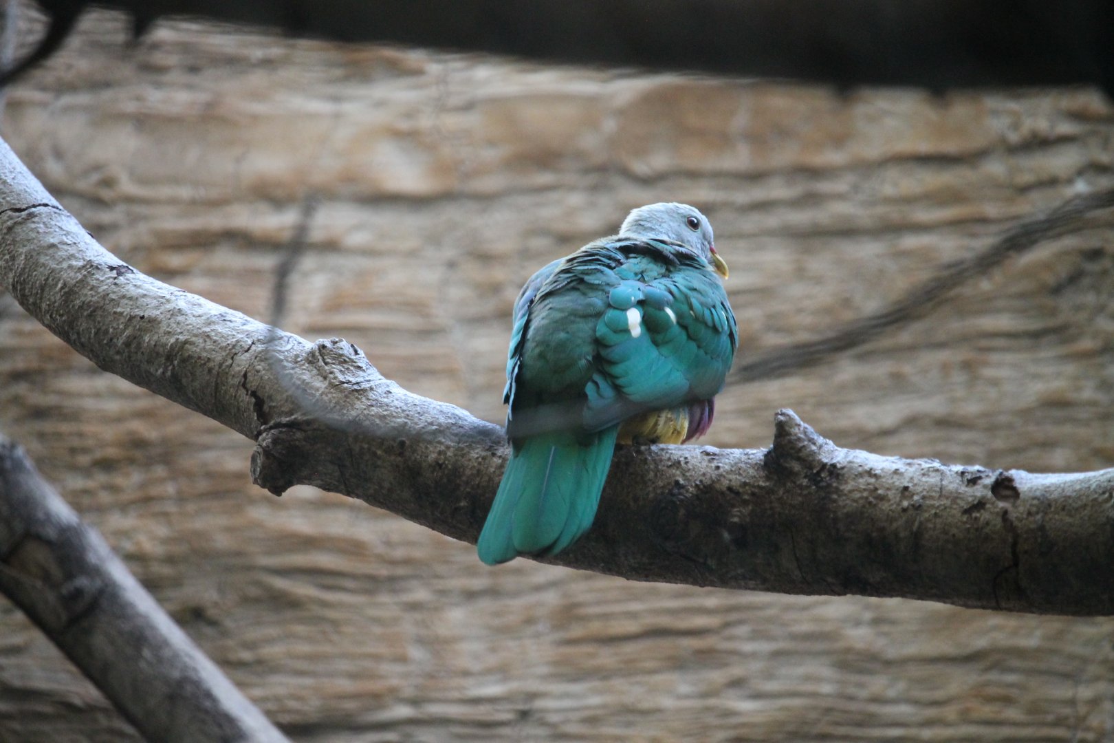 Wompoo Fruit Dove (Ptilinopus magnificus)