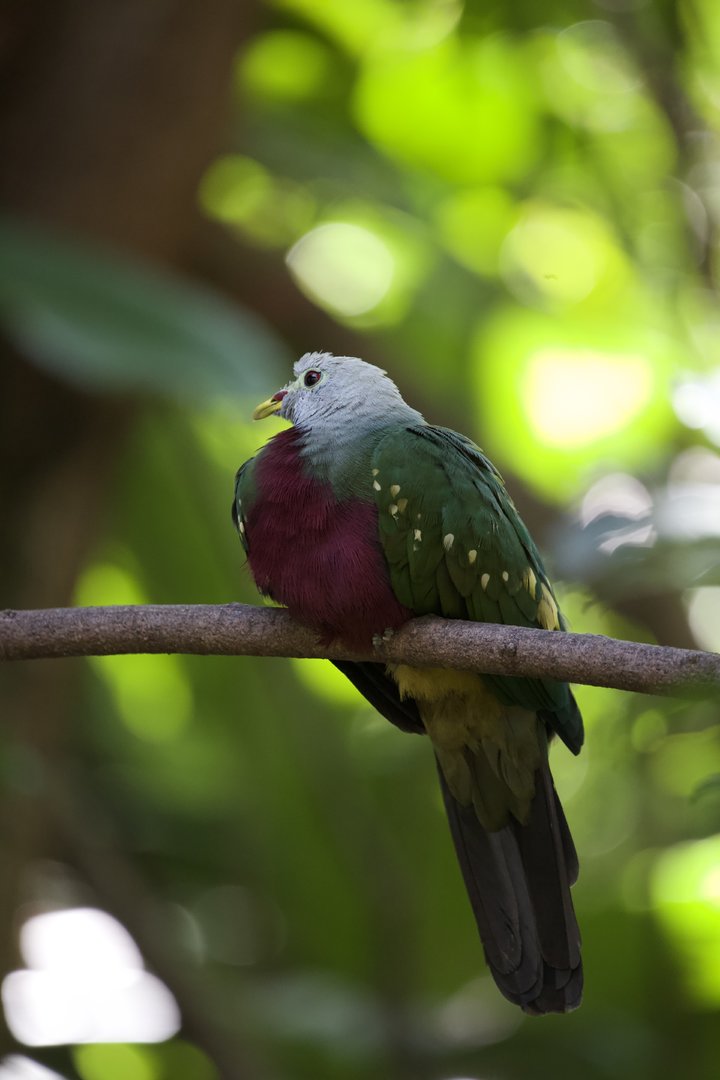 Wompoo fruit dove/ Ptilinopus magnificus