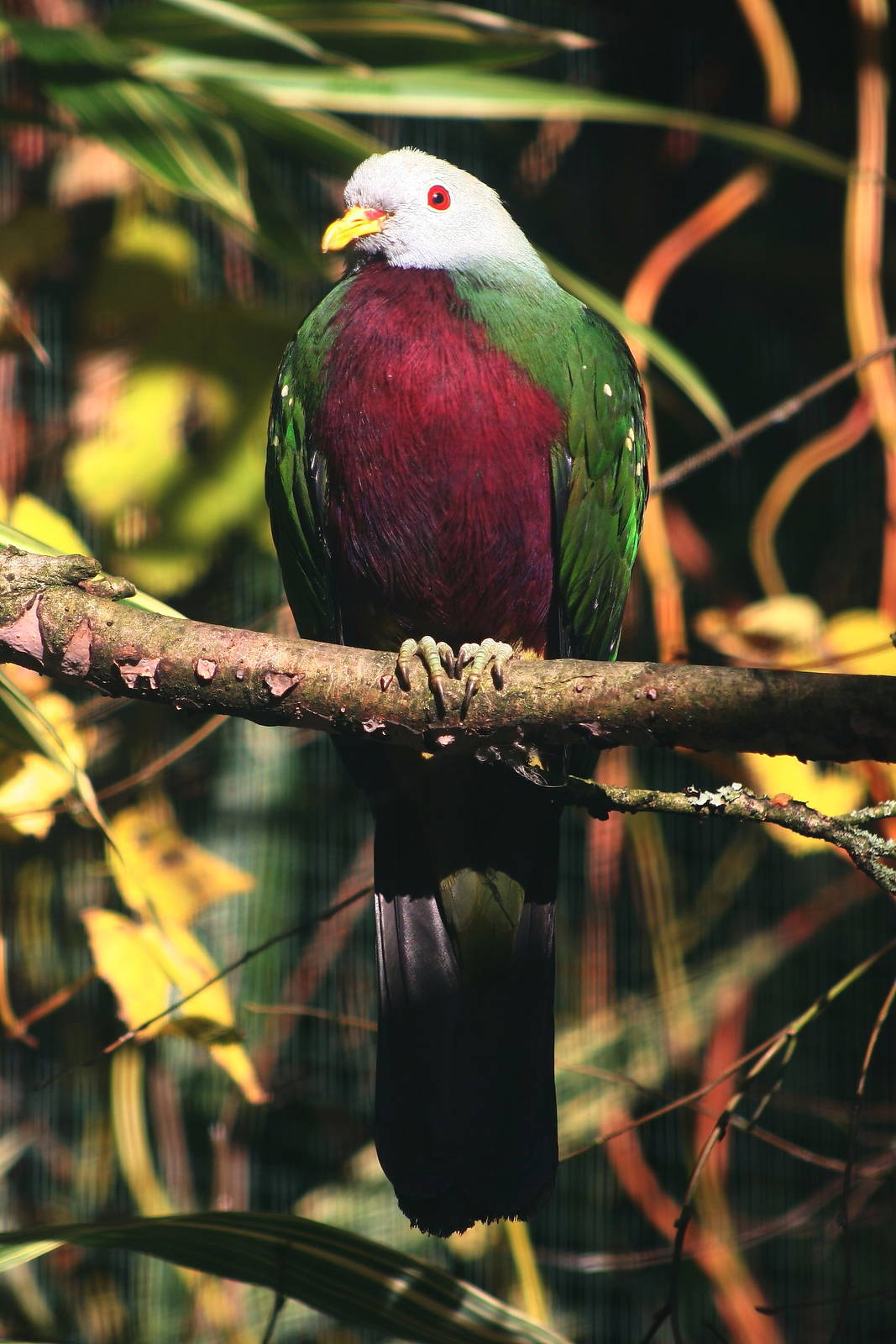 Wompoo Fruit-Dove (Ptilinopus magnificus)