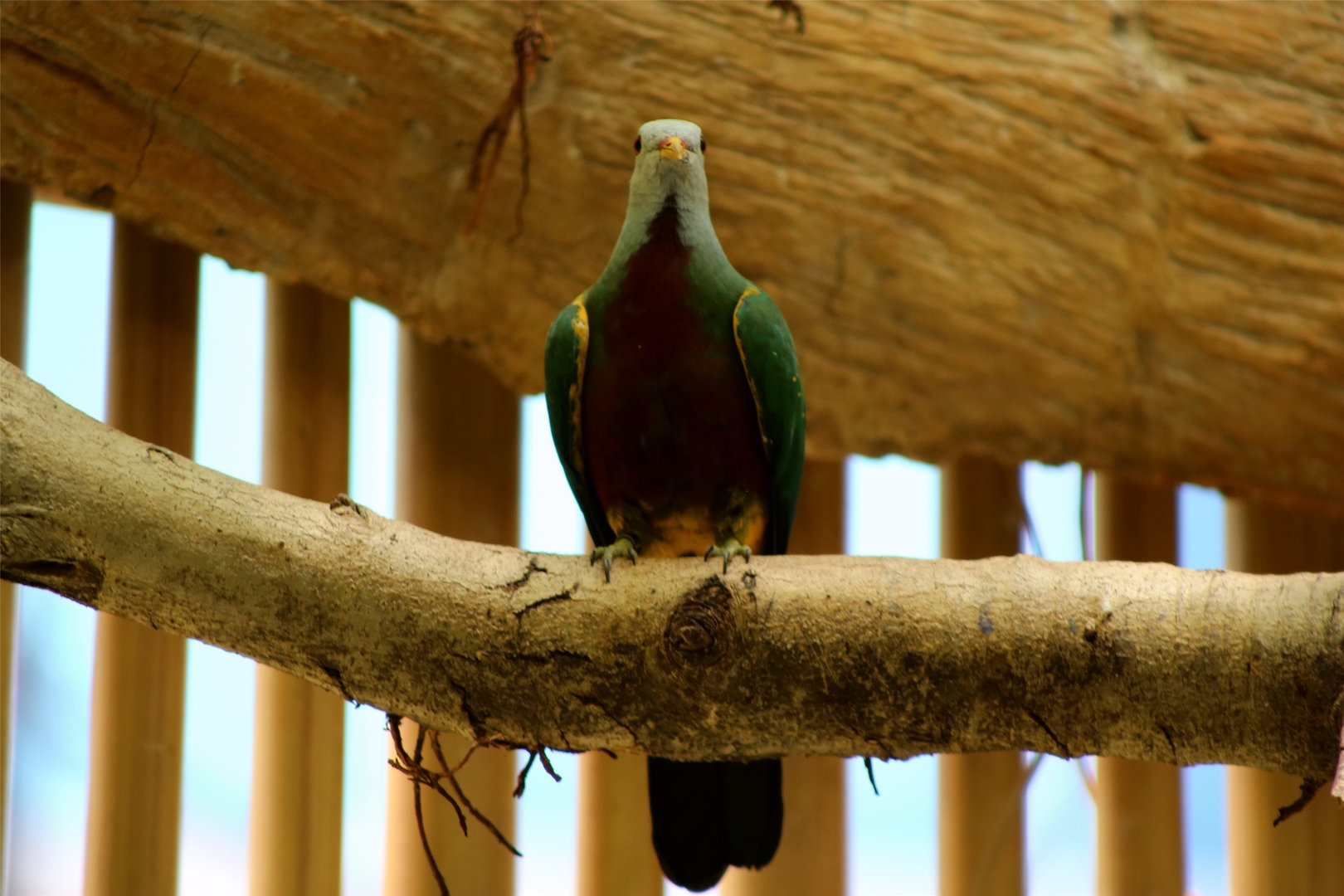 Wompoo Fruit Dove (Ptilinopus magnificus)