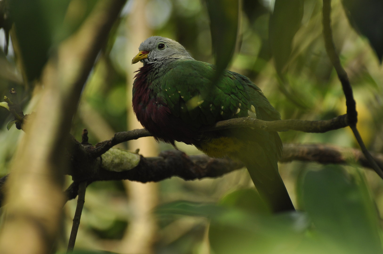 Wompoo Fruit-Dove Ptilinopus magnificus