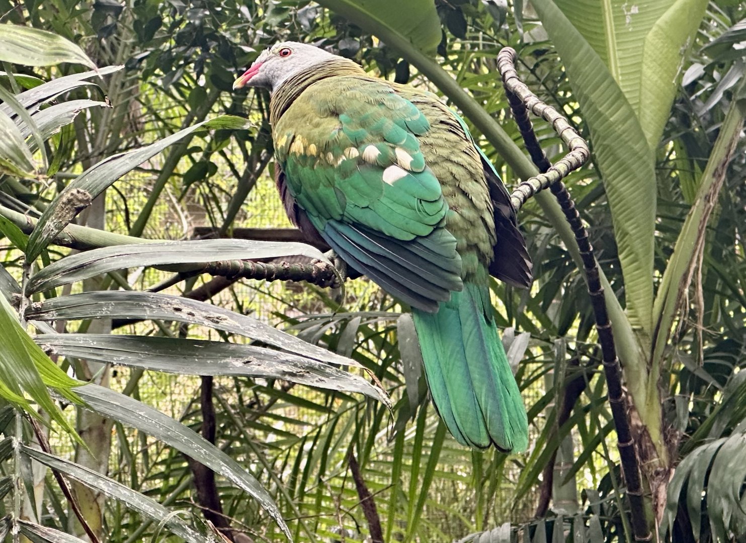 Wompoo fruit dove (Ptilinopus magnificus)