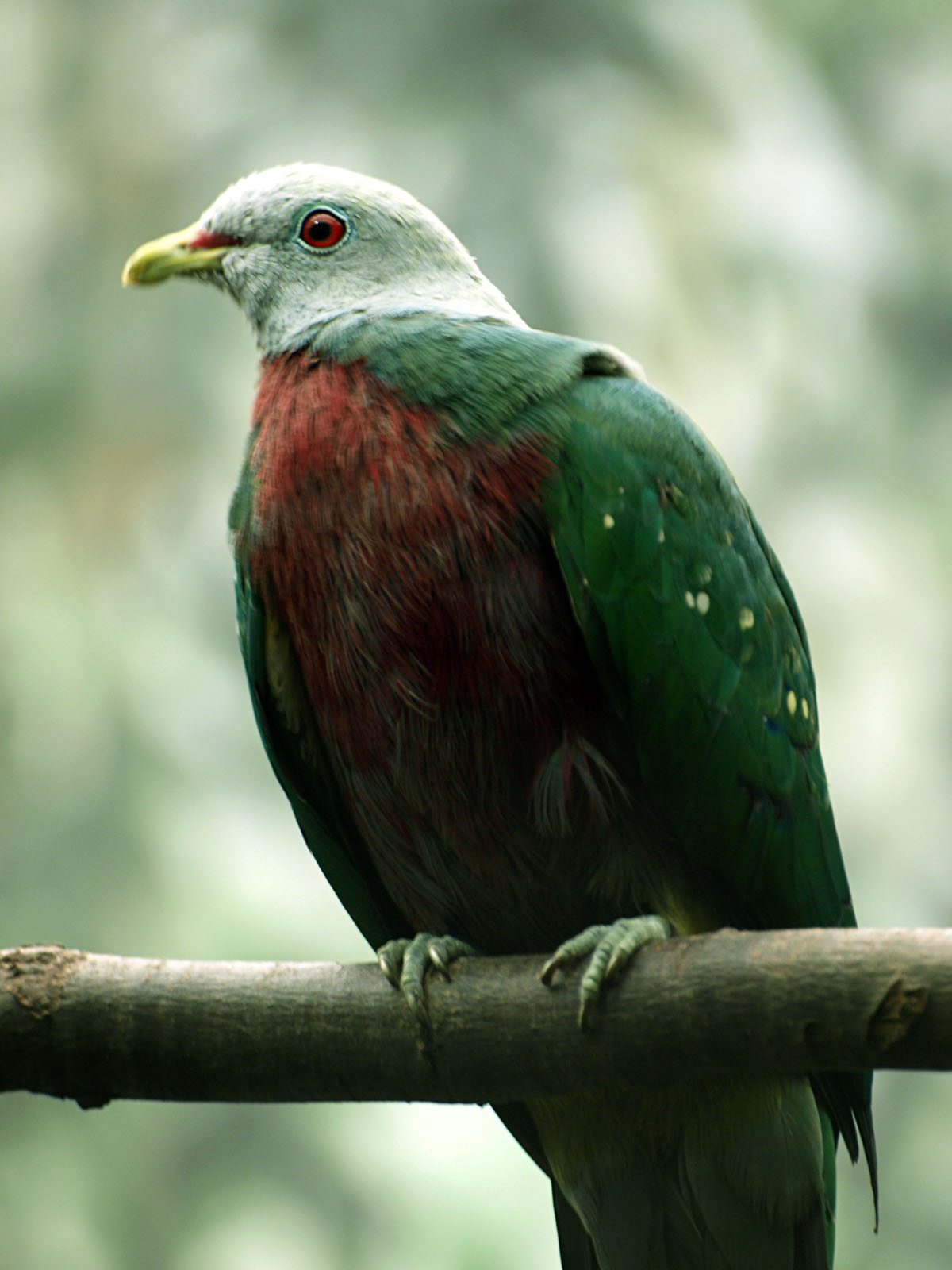 Wompoo Fruit dove