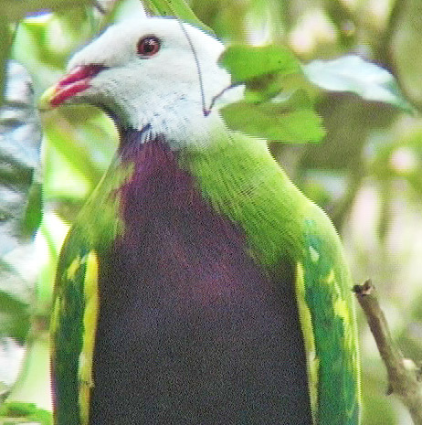 Wompoo fruit-dove