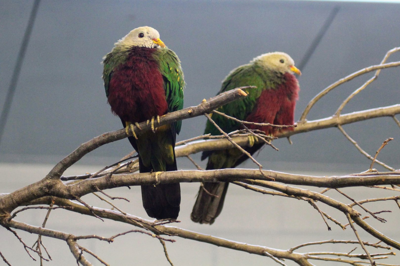 Wompoo Fruit Dove