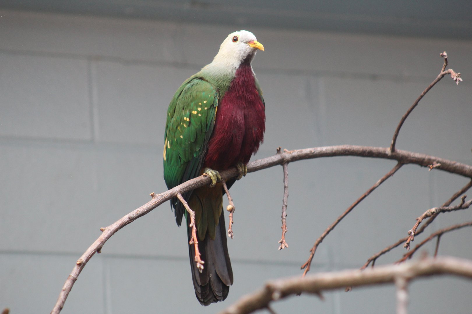 Wompoo Fruit-Dove