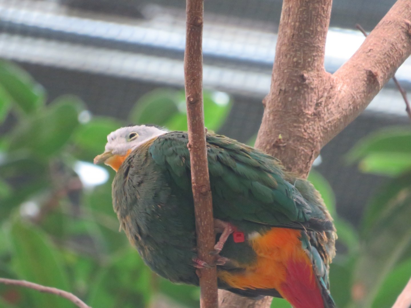 Wompoo Fruit Dove