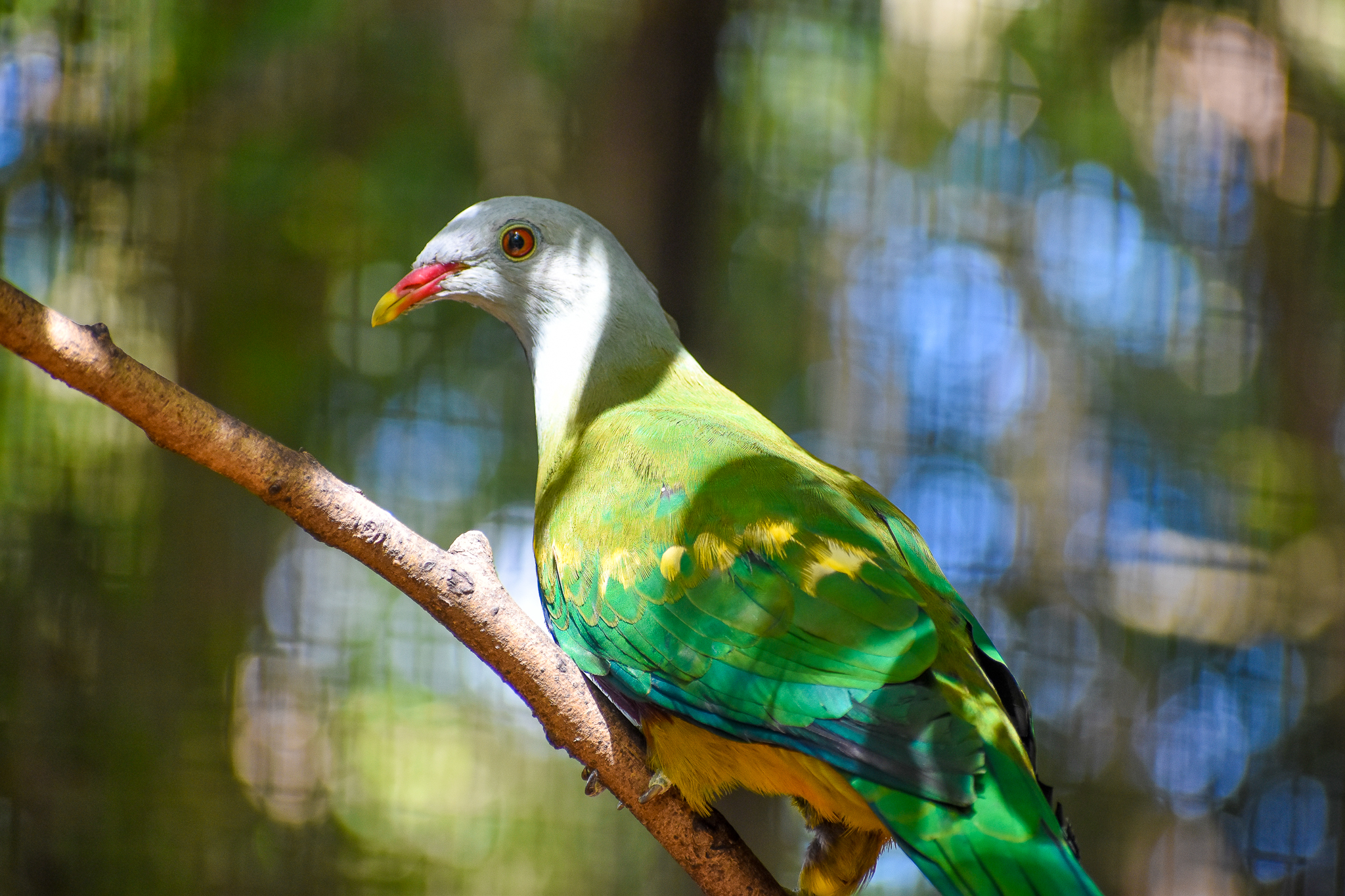Wompoo Fruit-Dove