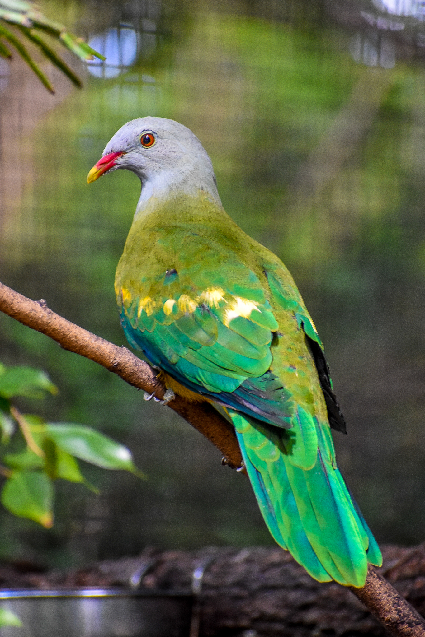 Wompoo Fruit-Dove