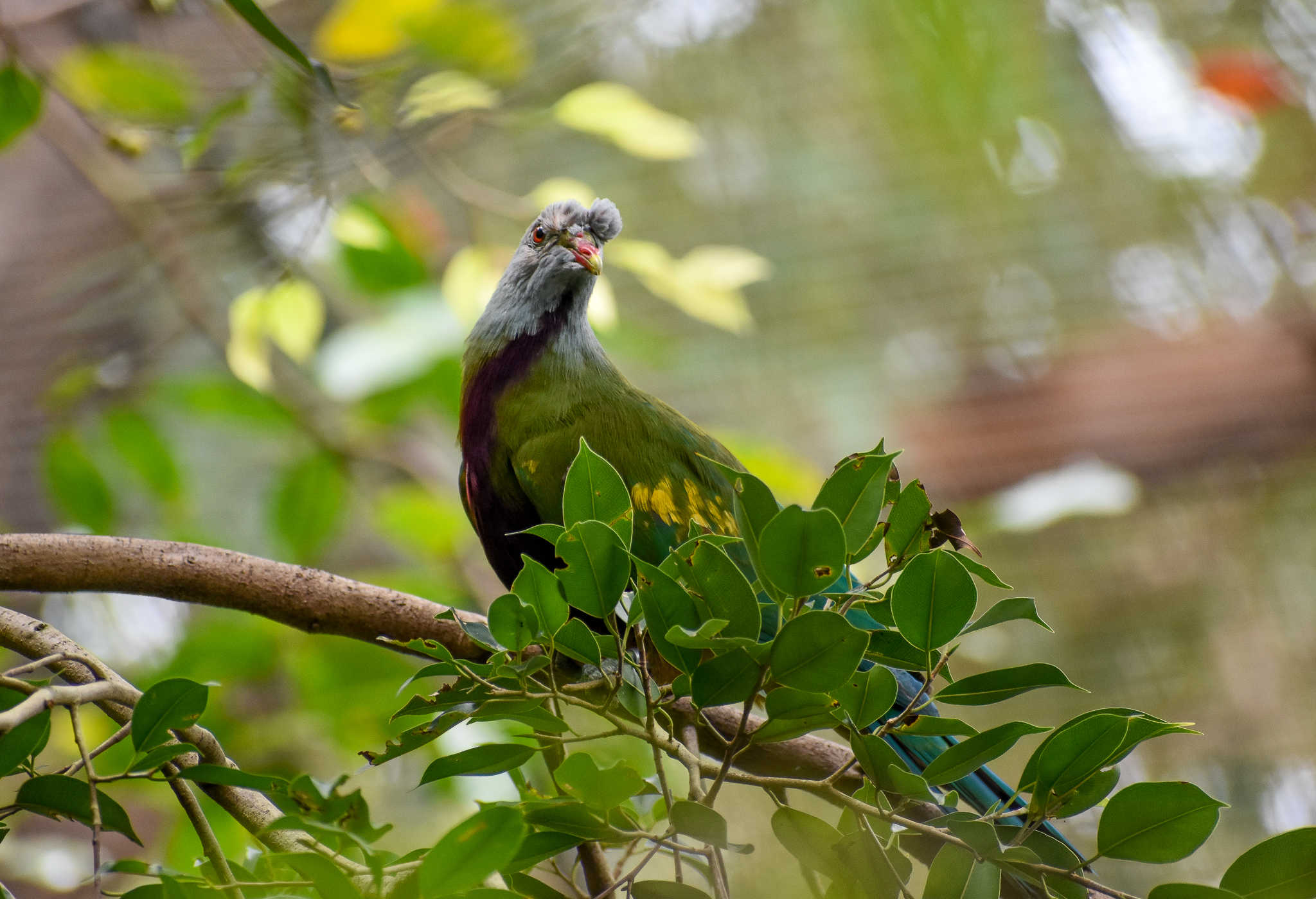 Wompoo Fruit-Dove