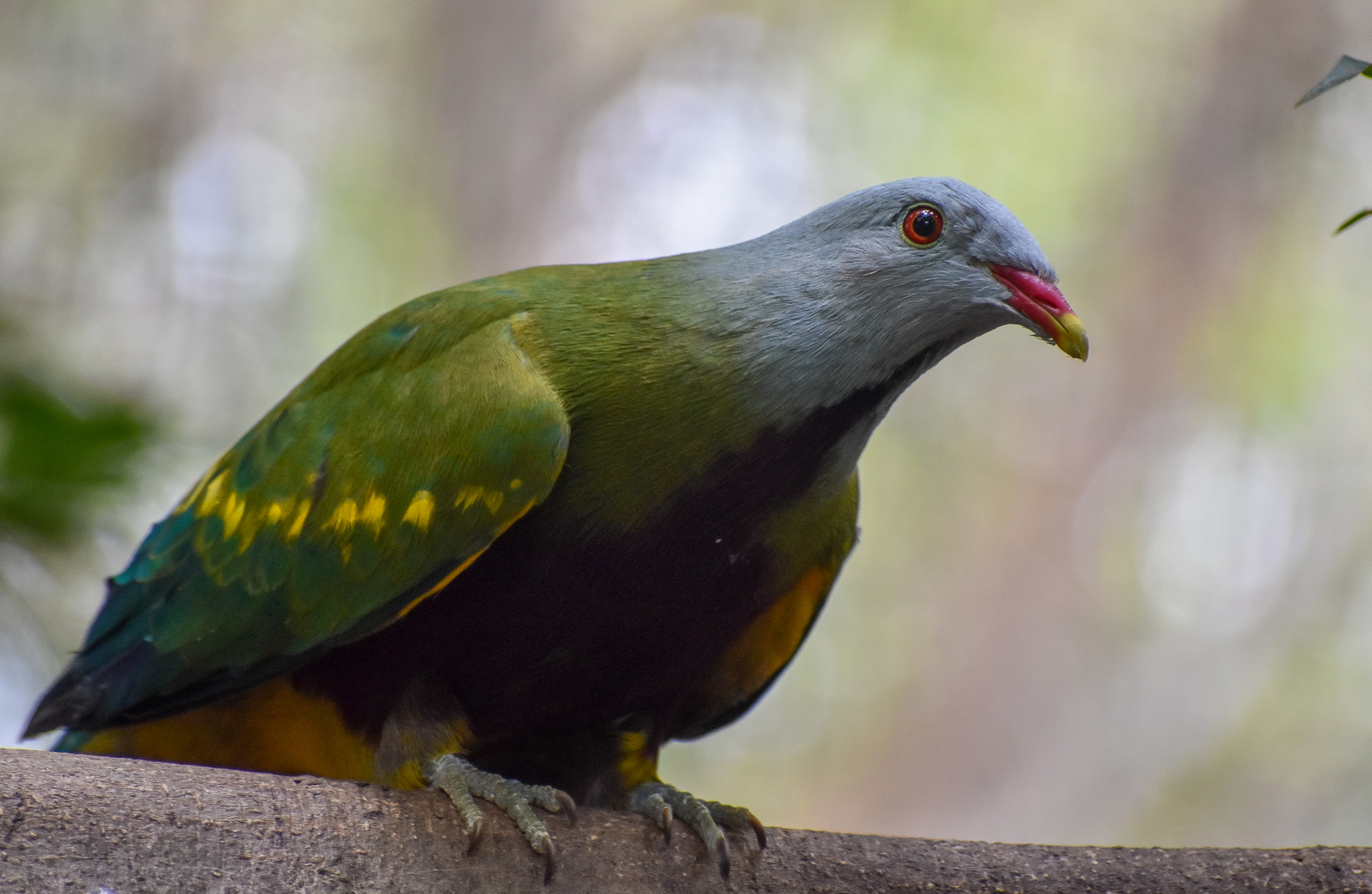 Wompoo Fruit-Dove
