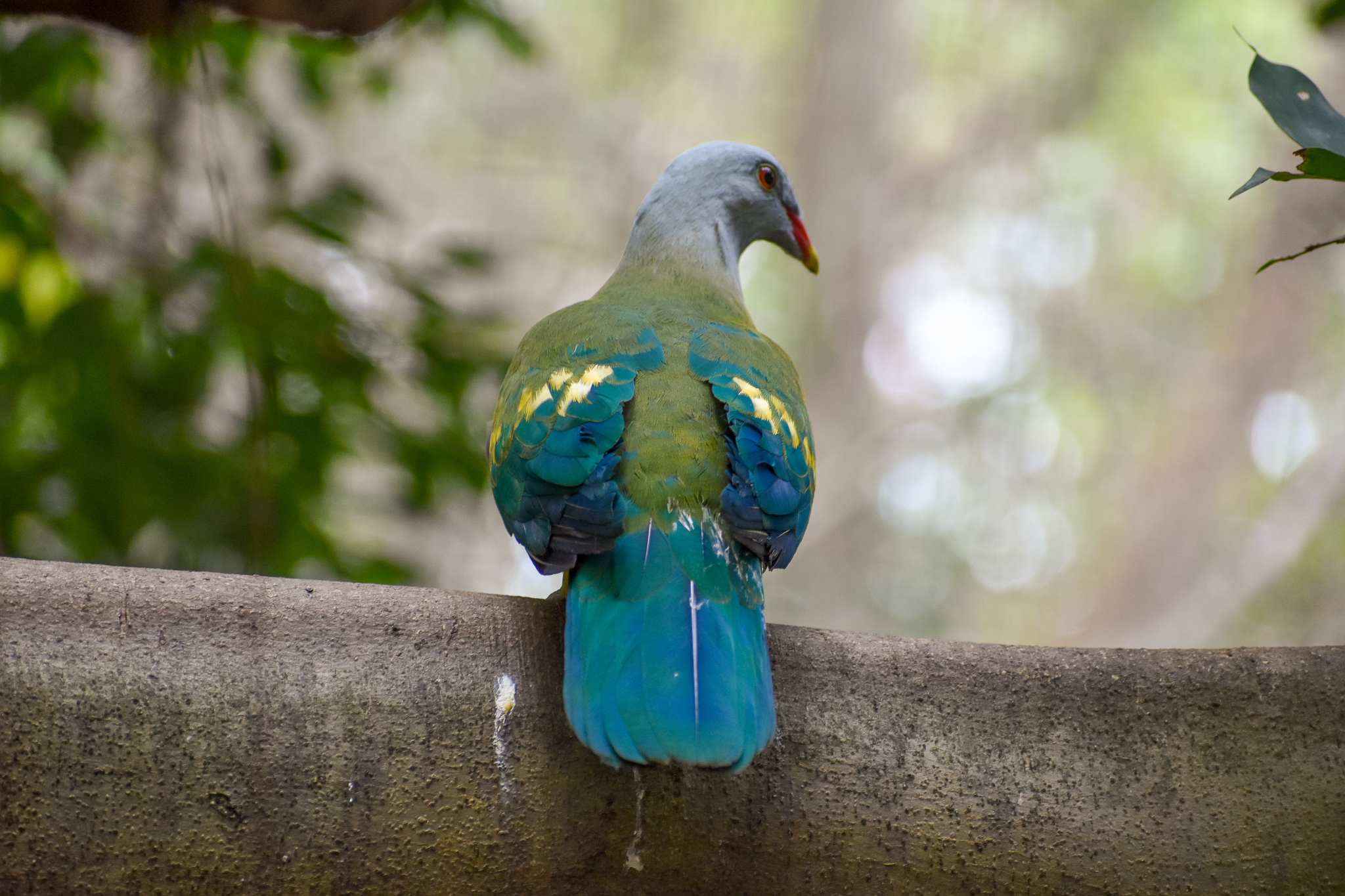 Wompoo Fruit-Dove