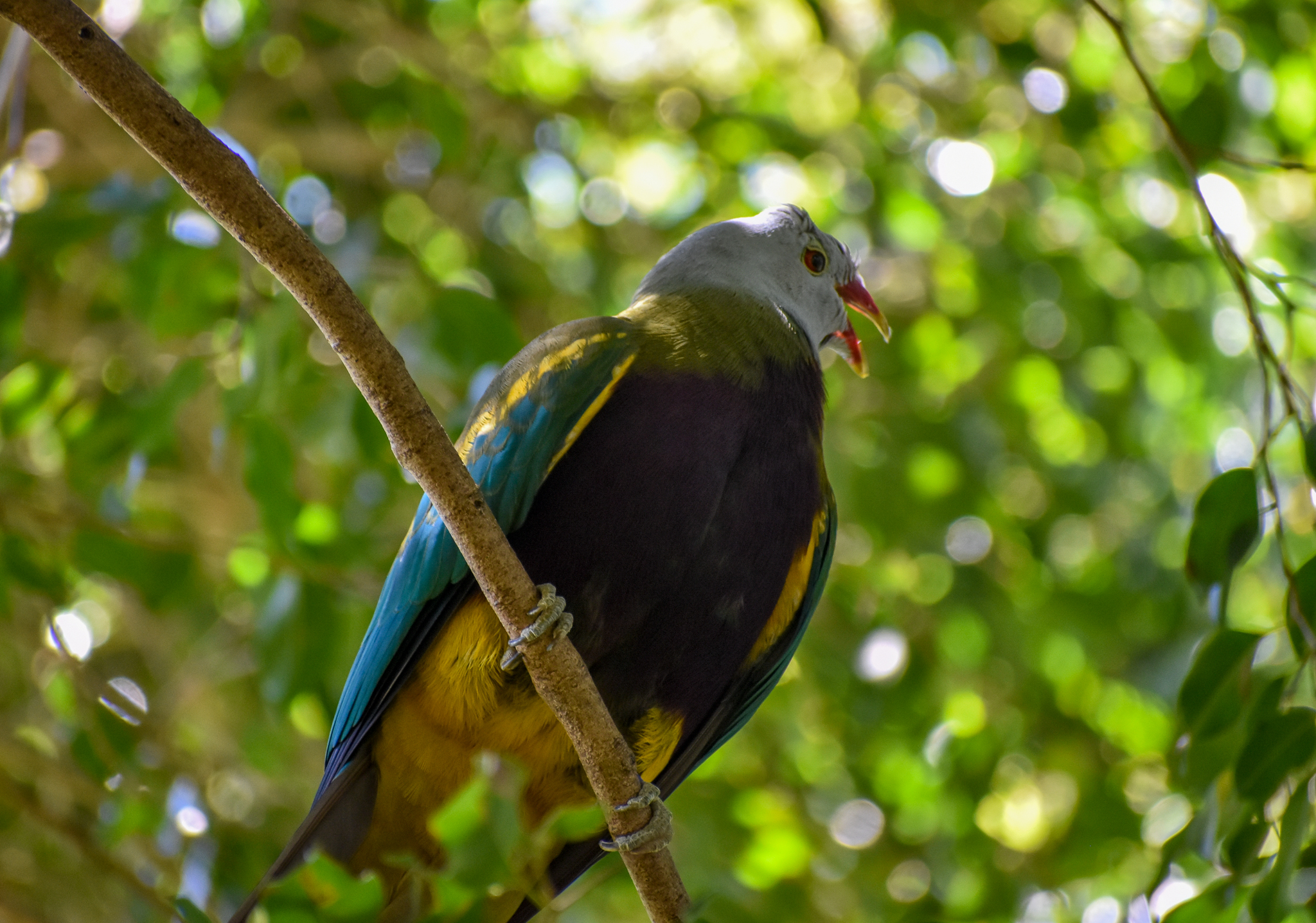 Wompoo Fruit-Dove