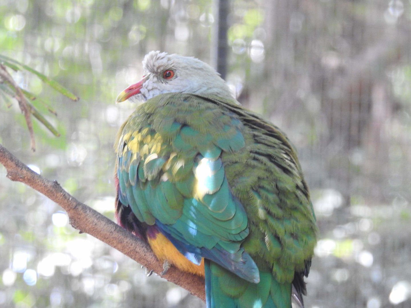 Wompoo Fruit-Dove