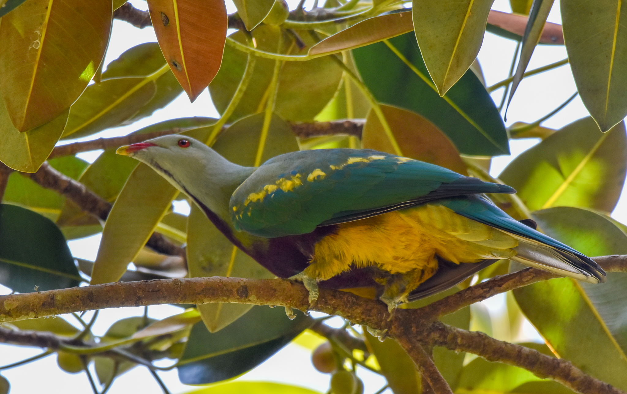 Wompoo Fruit-Dove