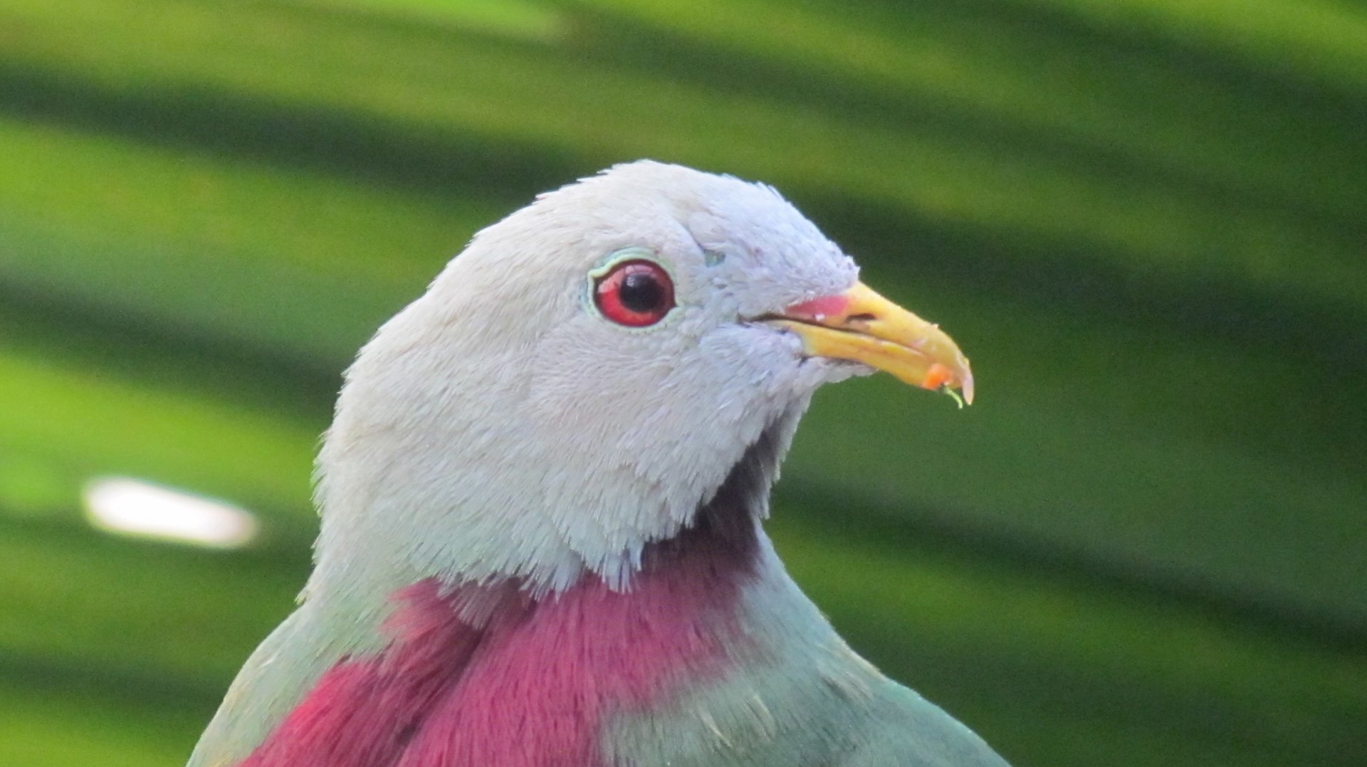 Wompoo Fruit Dove