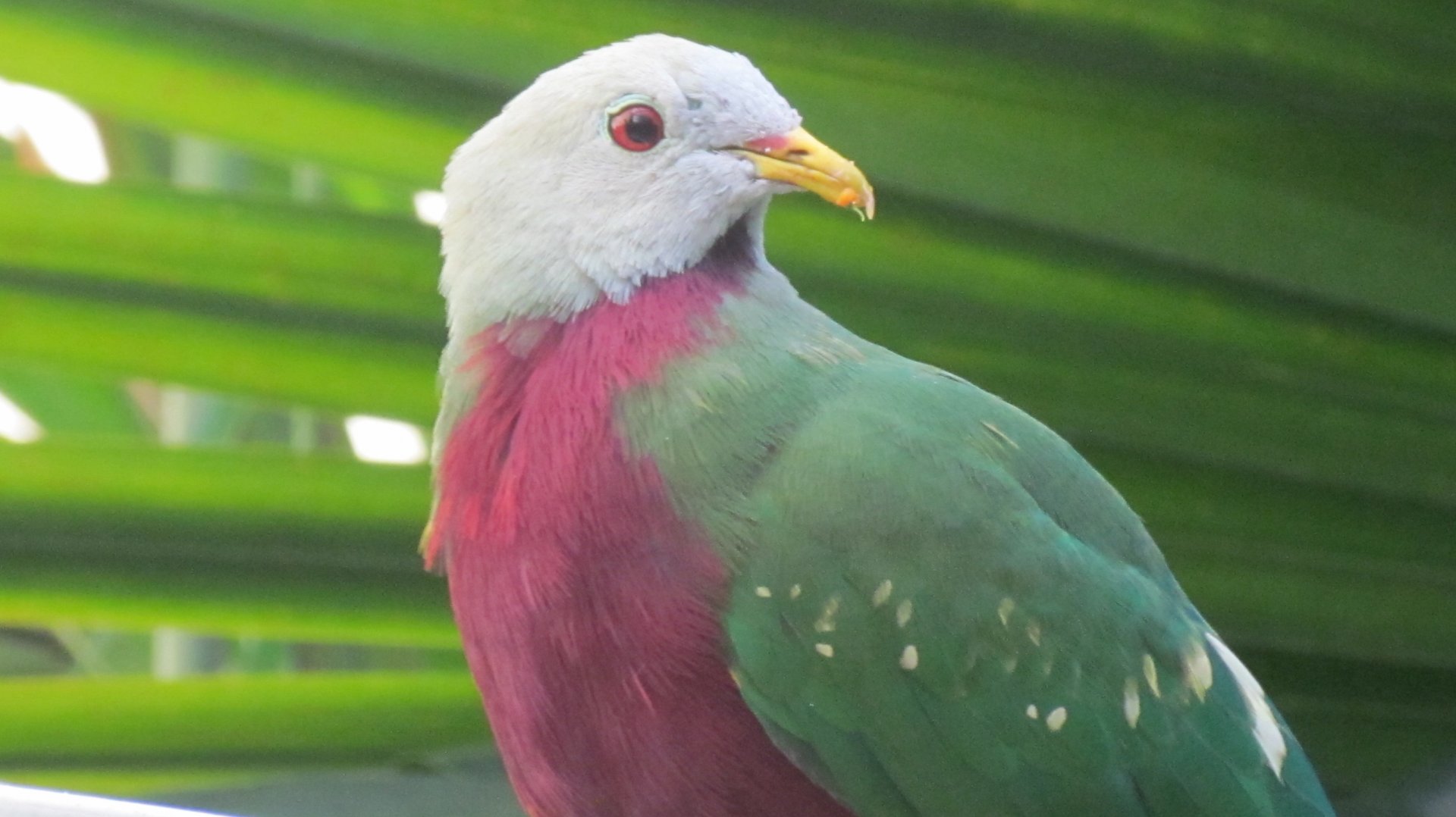 Wompoo Fruit Dove