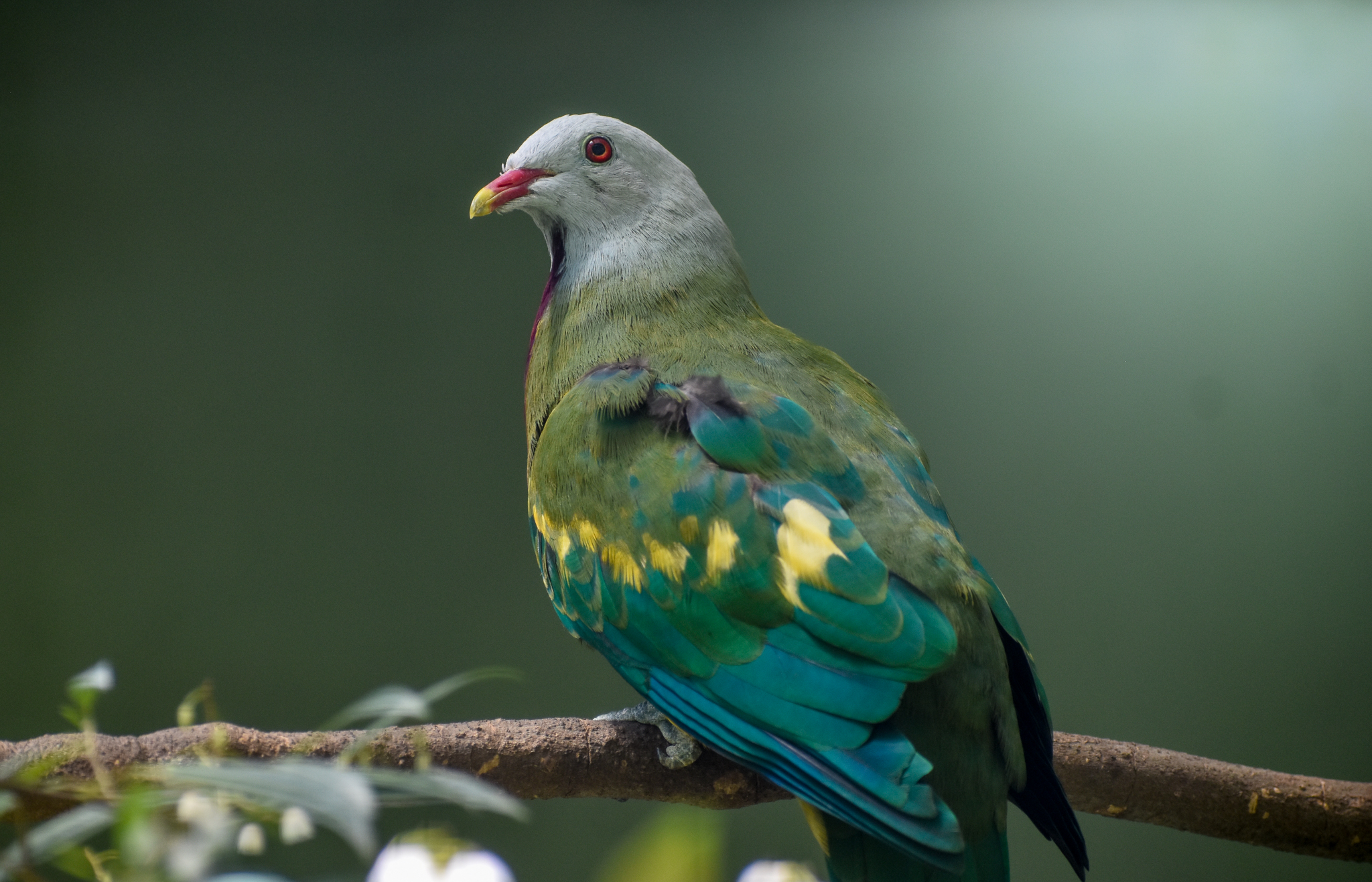 Wompoo Fruit-Dove