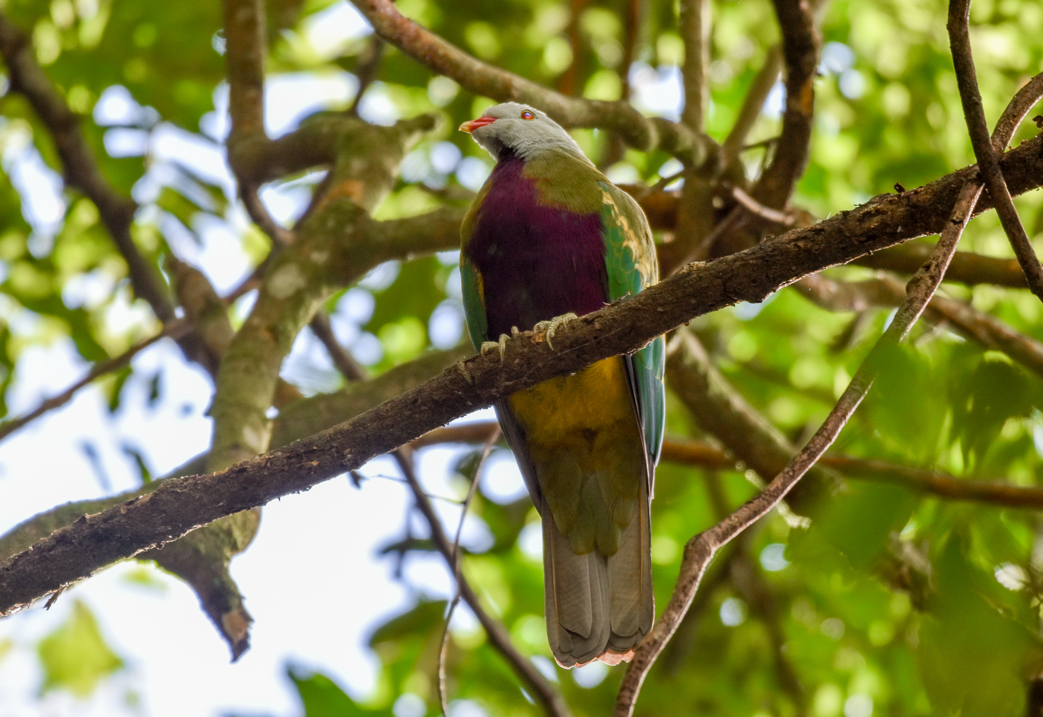 Wompoo Fruit-Dove