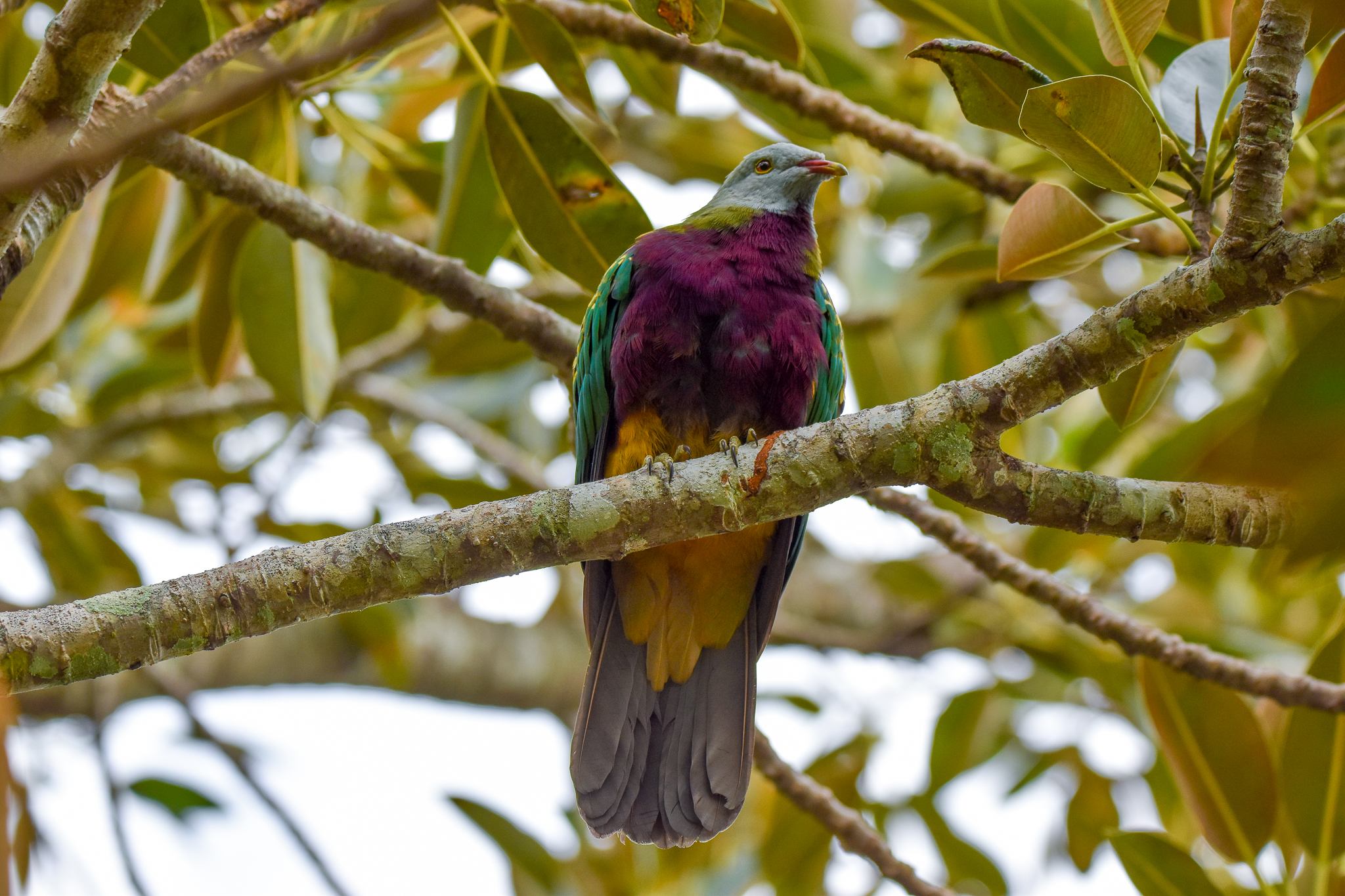 Wompoo Fruit-Dove