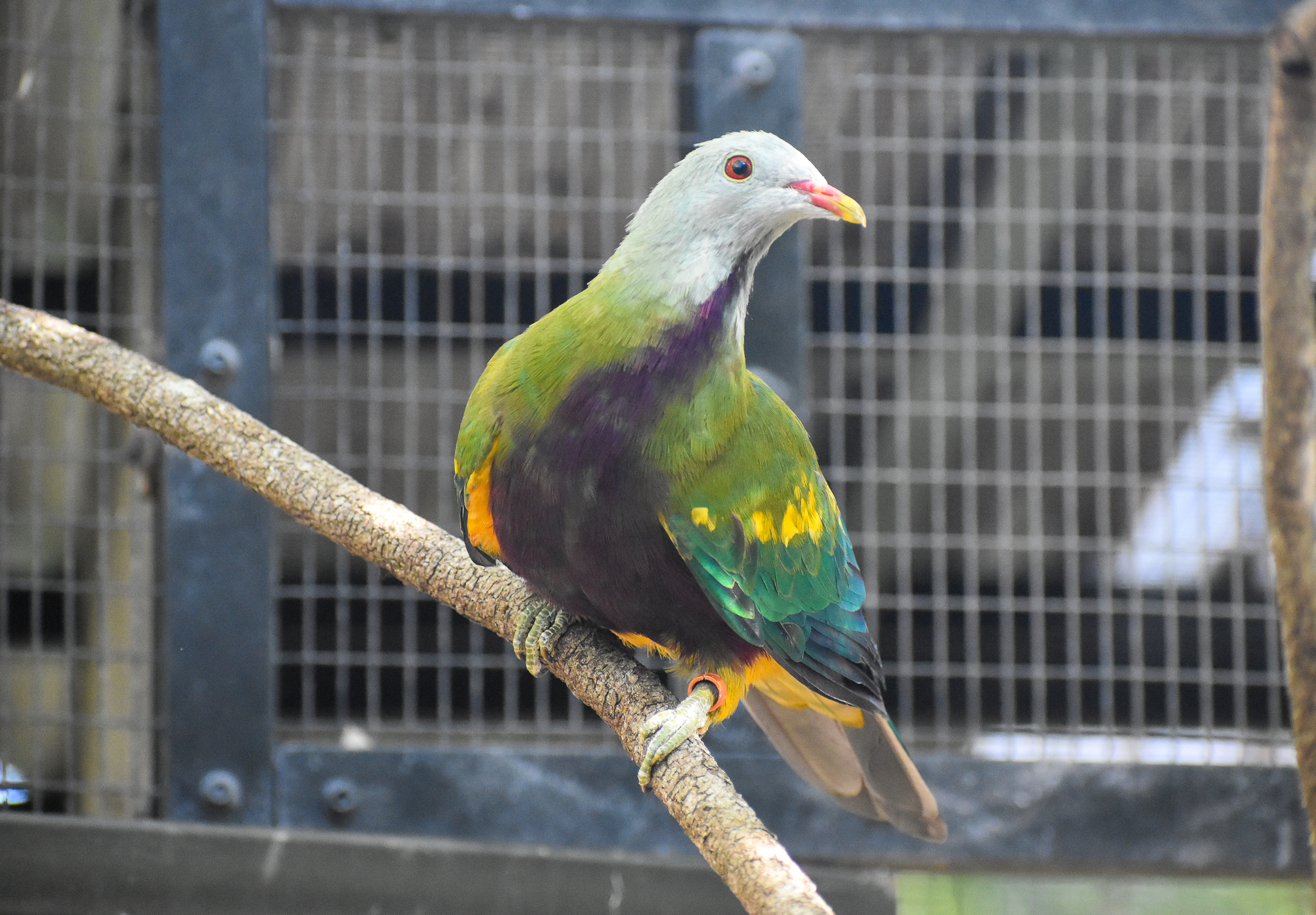 Wompoo Fruit-Dove