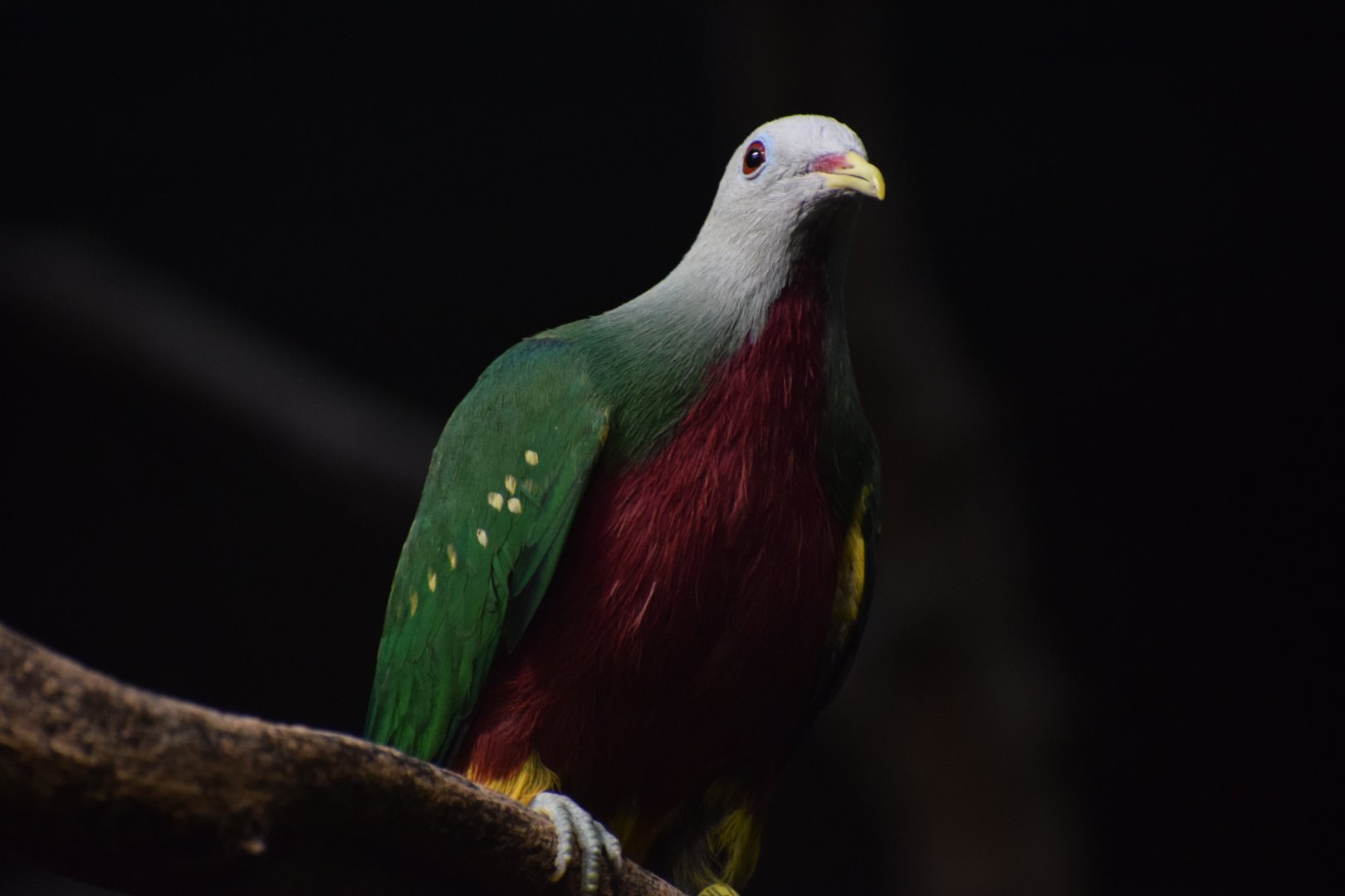 Wompoo fruit-dove