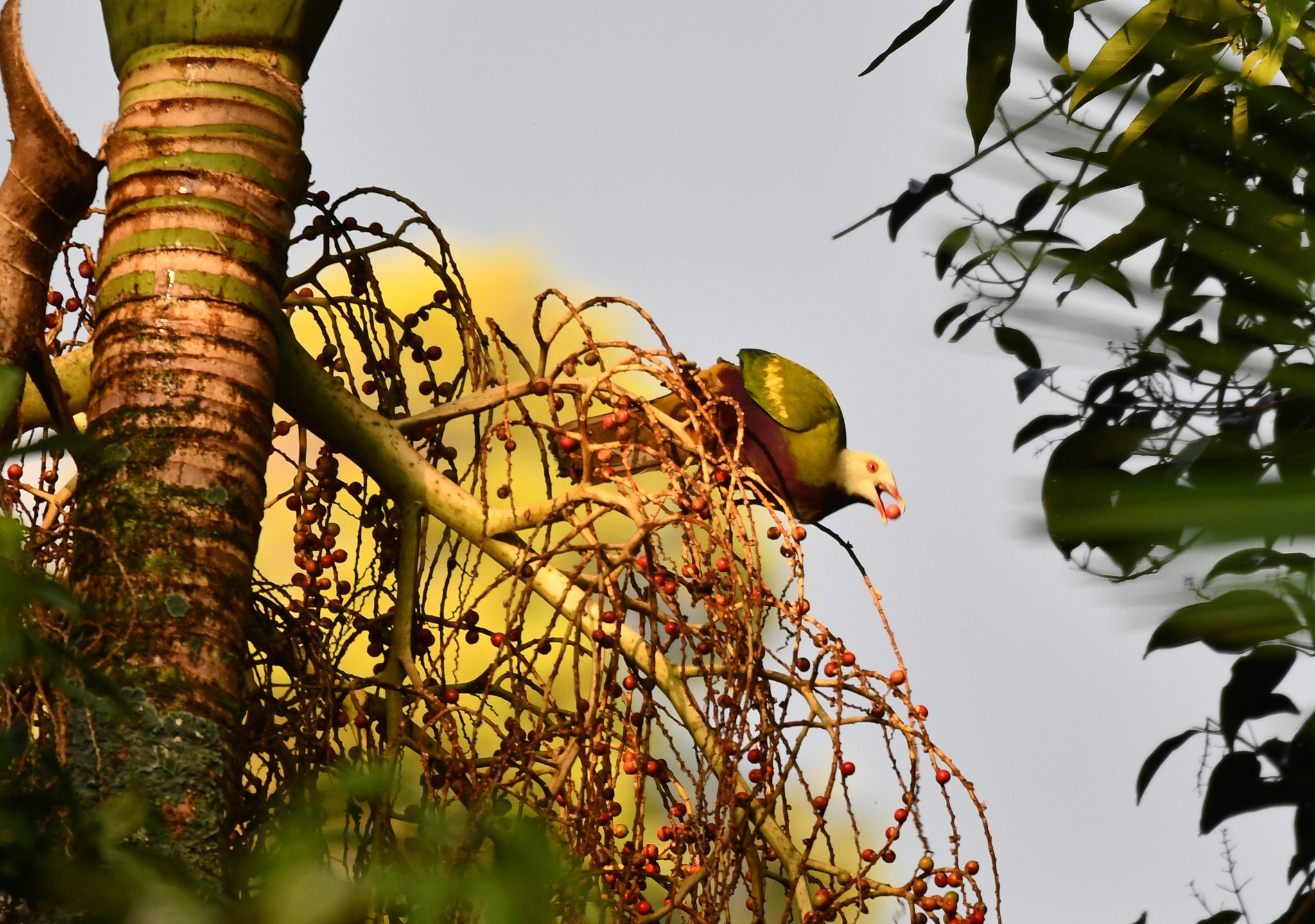 Wompoo Fruit-Dove