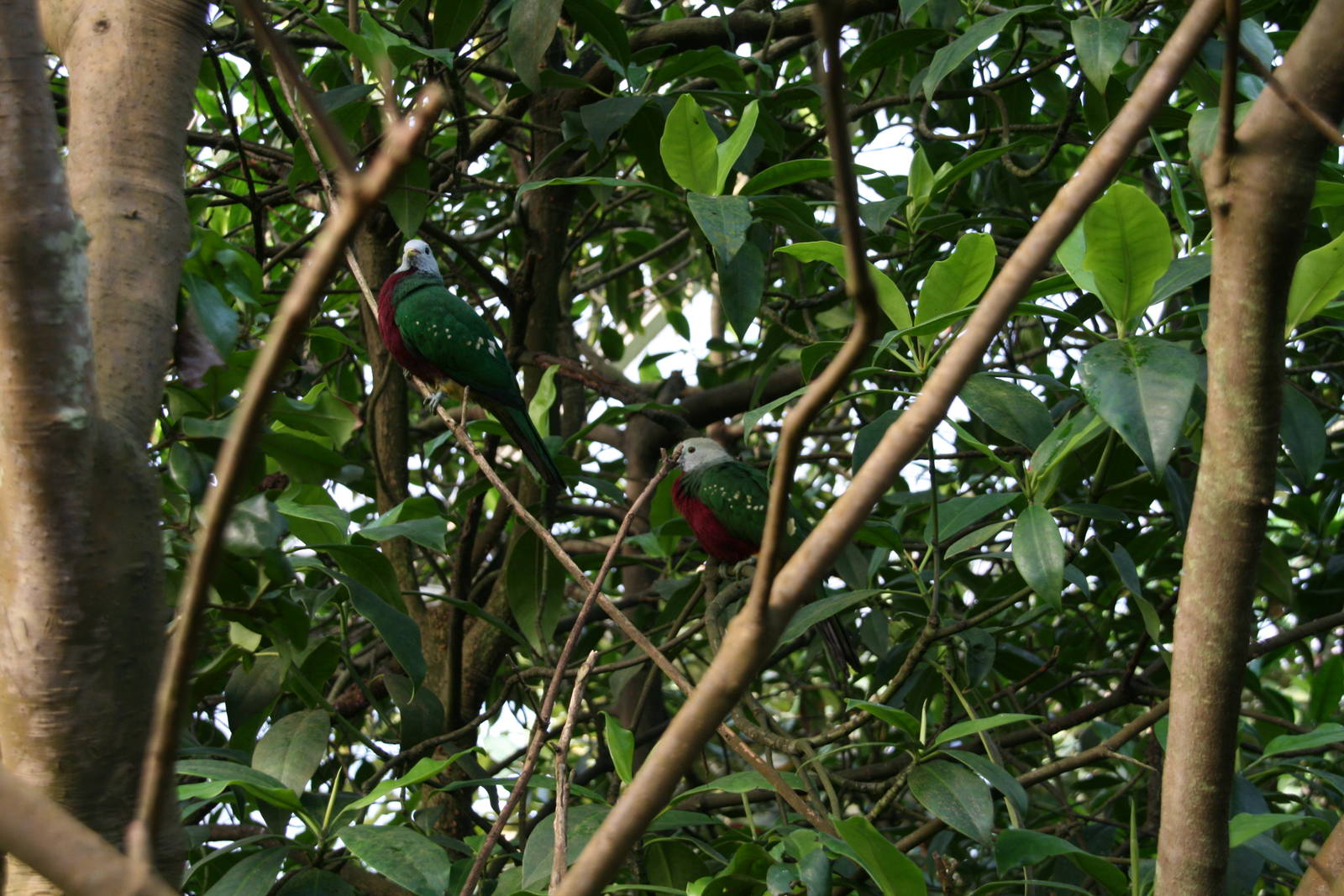 Wompoo fruit doves