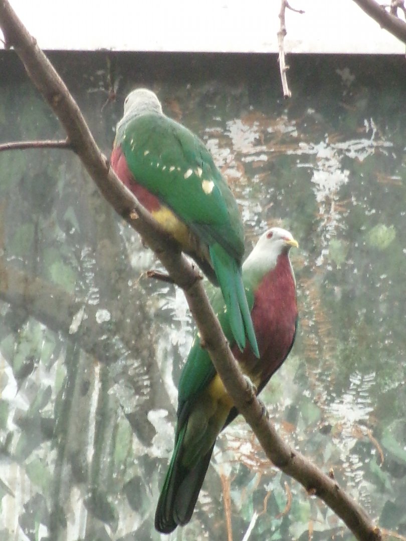 Wompoo fruit doves