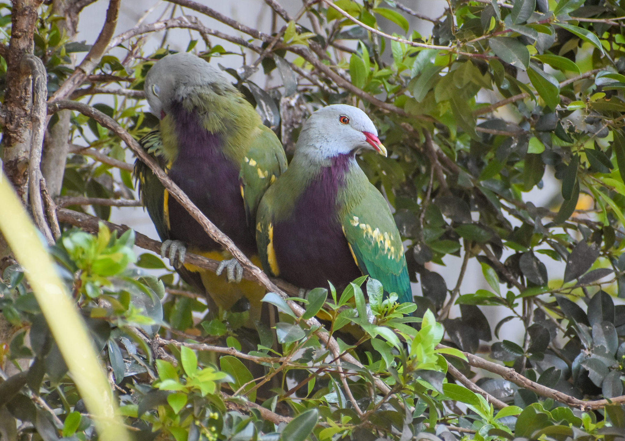 Wompoo Fruit-Doves