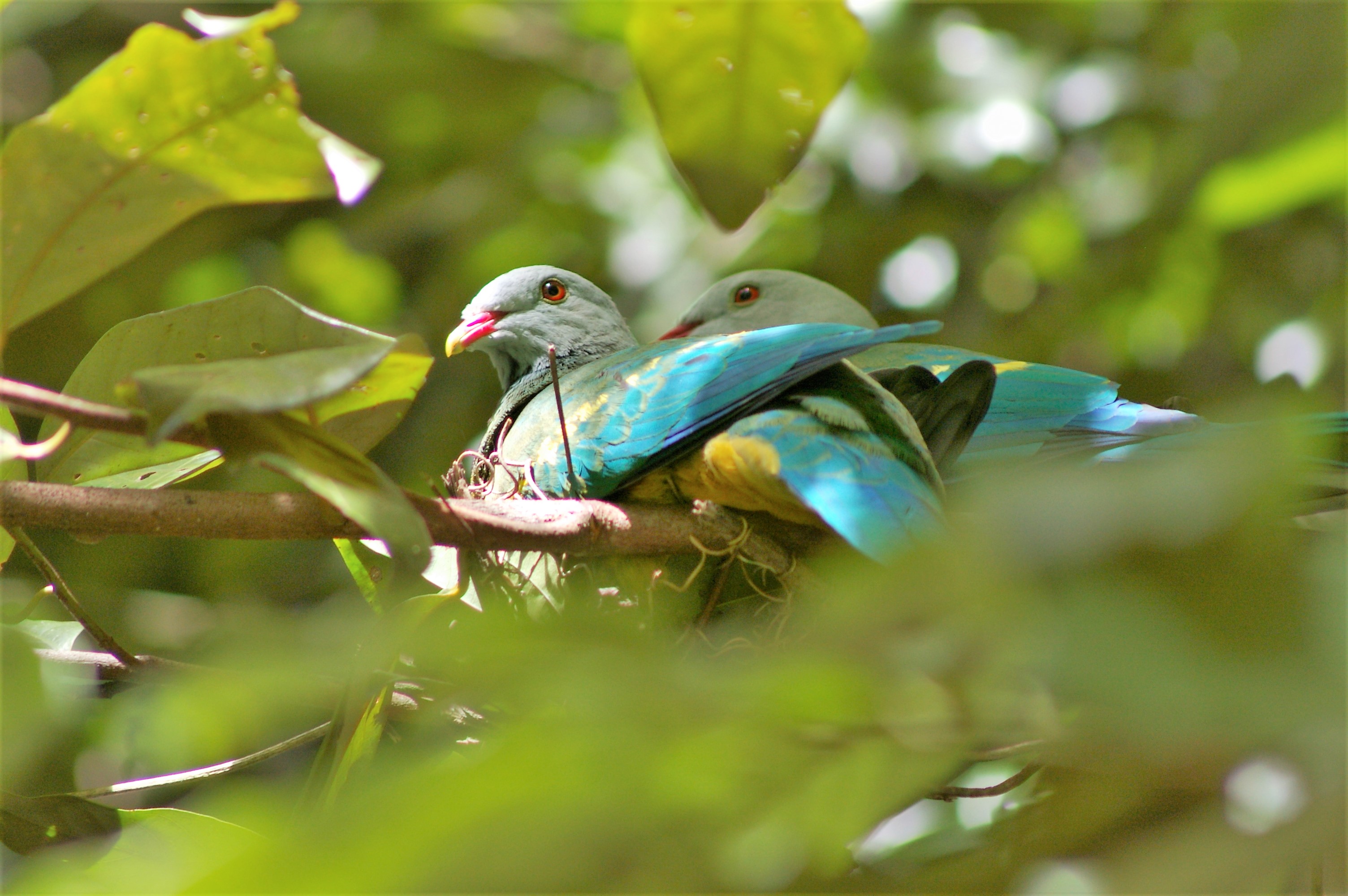 Wompoo Pigeons (Ptilinopus magnificus keri) on the nest